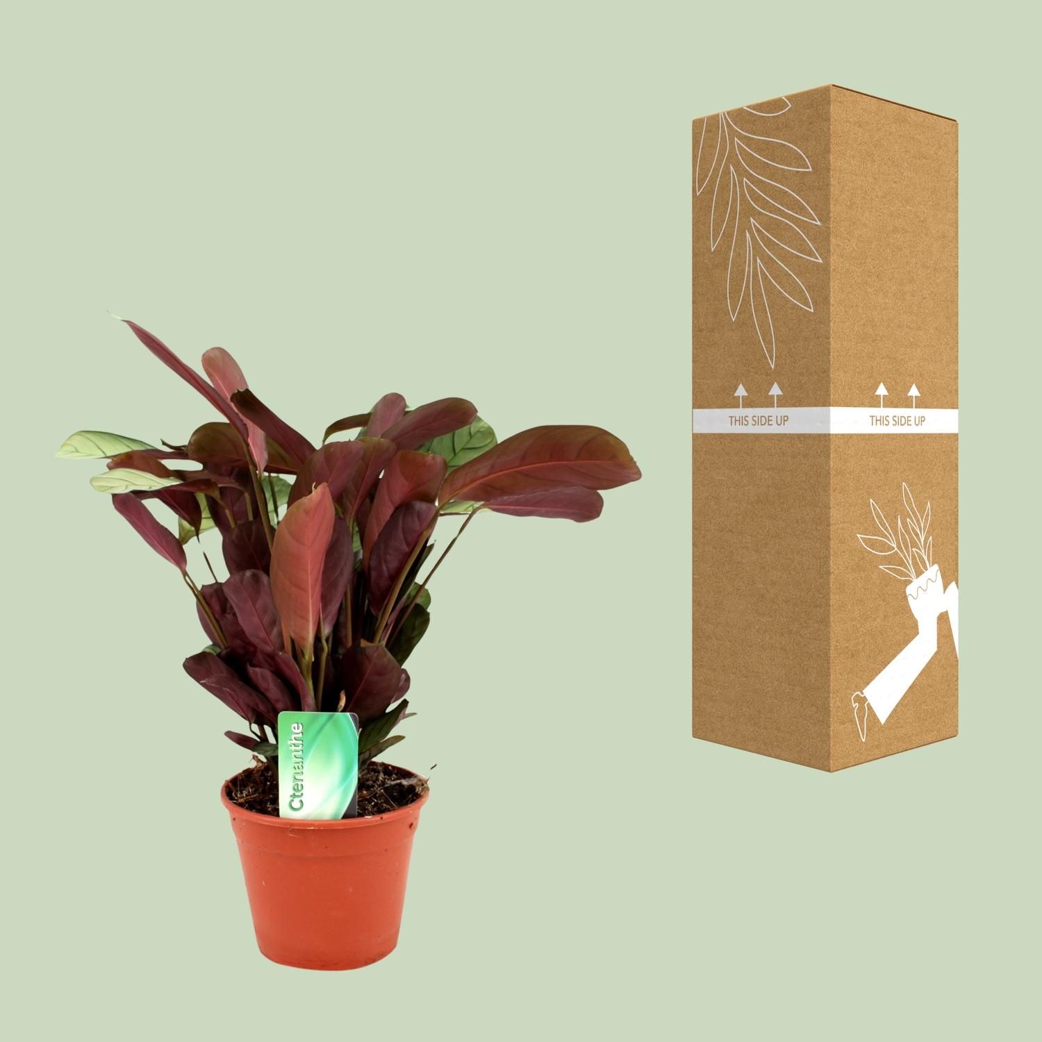 Ctenanthe Amagris (8720634287784)