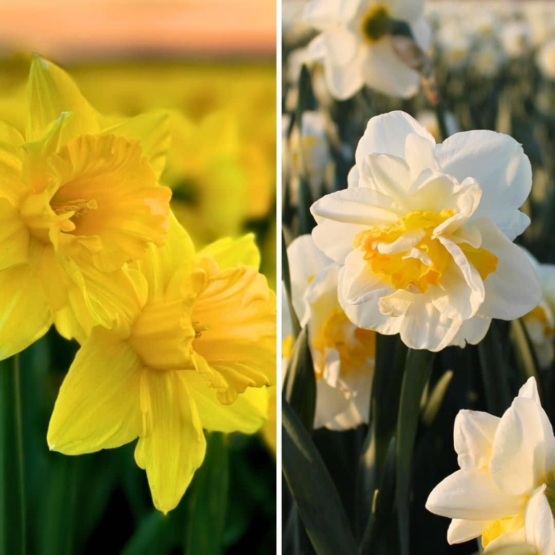 Flowerbulbs amsterdam Wild Beauty's - 20 bloembollen - Maat 12/14 (8720938490286)