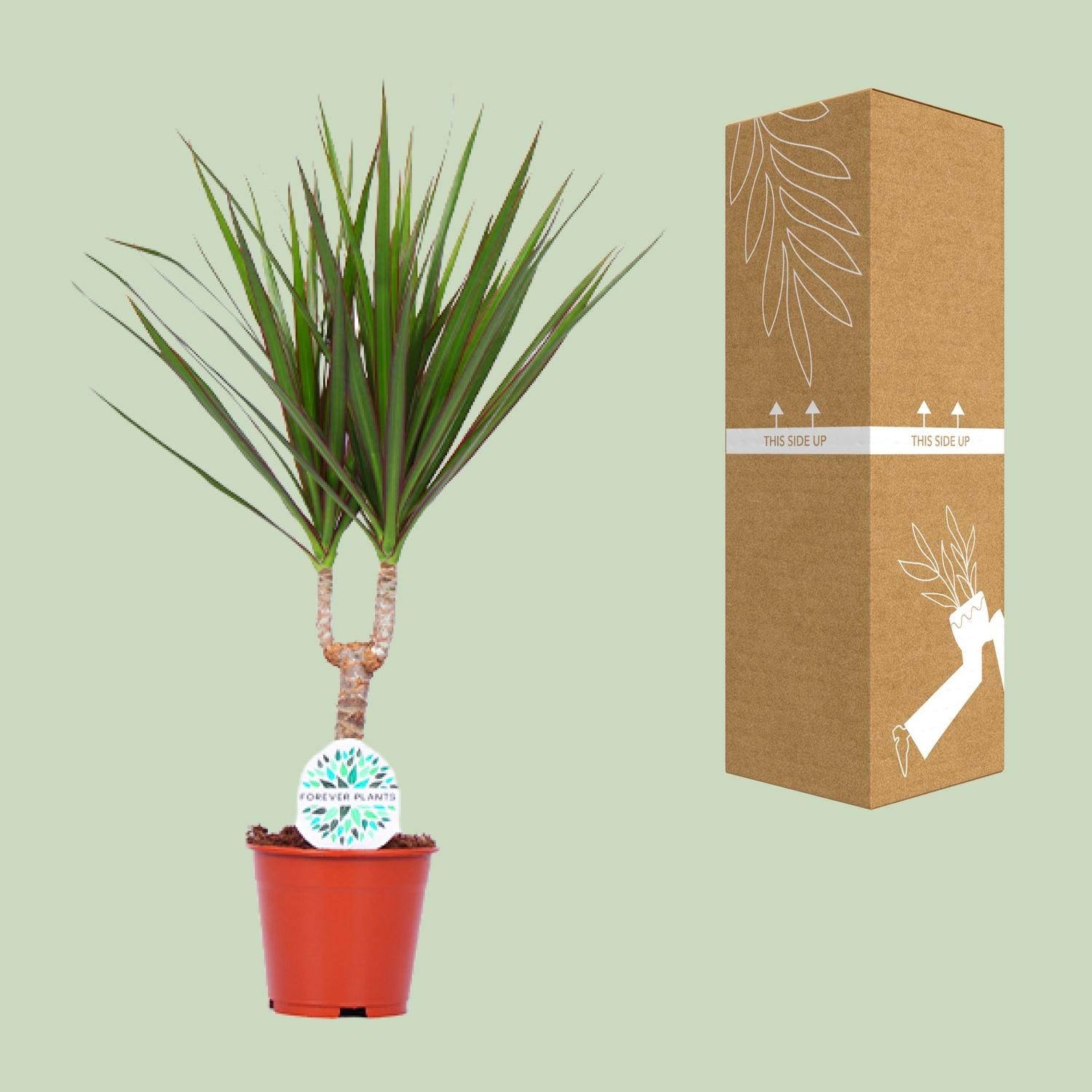 Dracaena Marginata (15963)