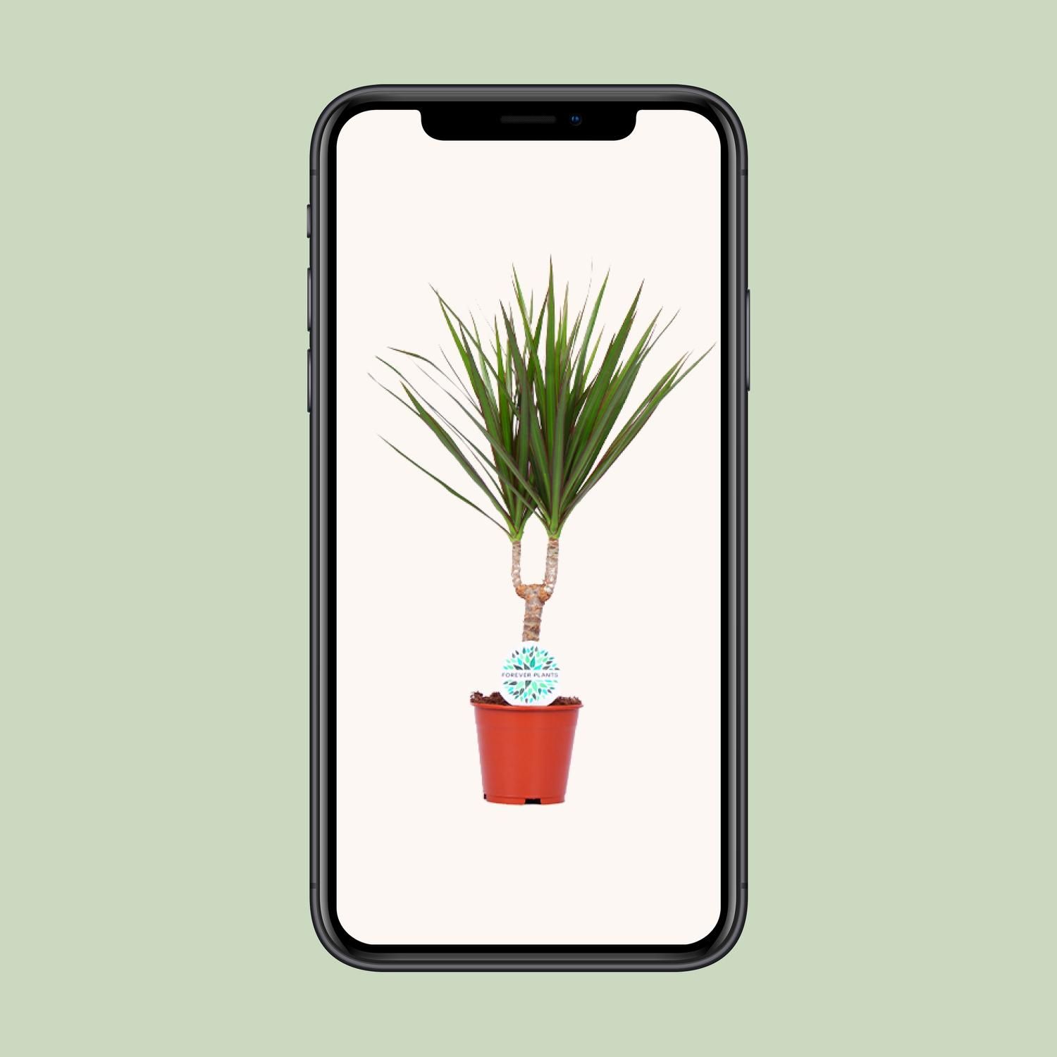 Dracaena Marginata (15963)