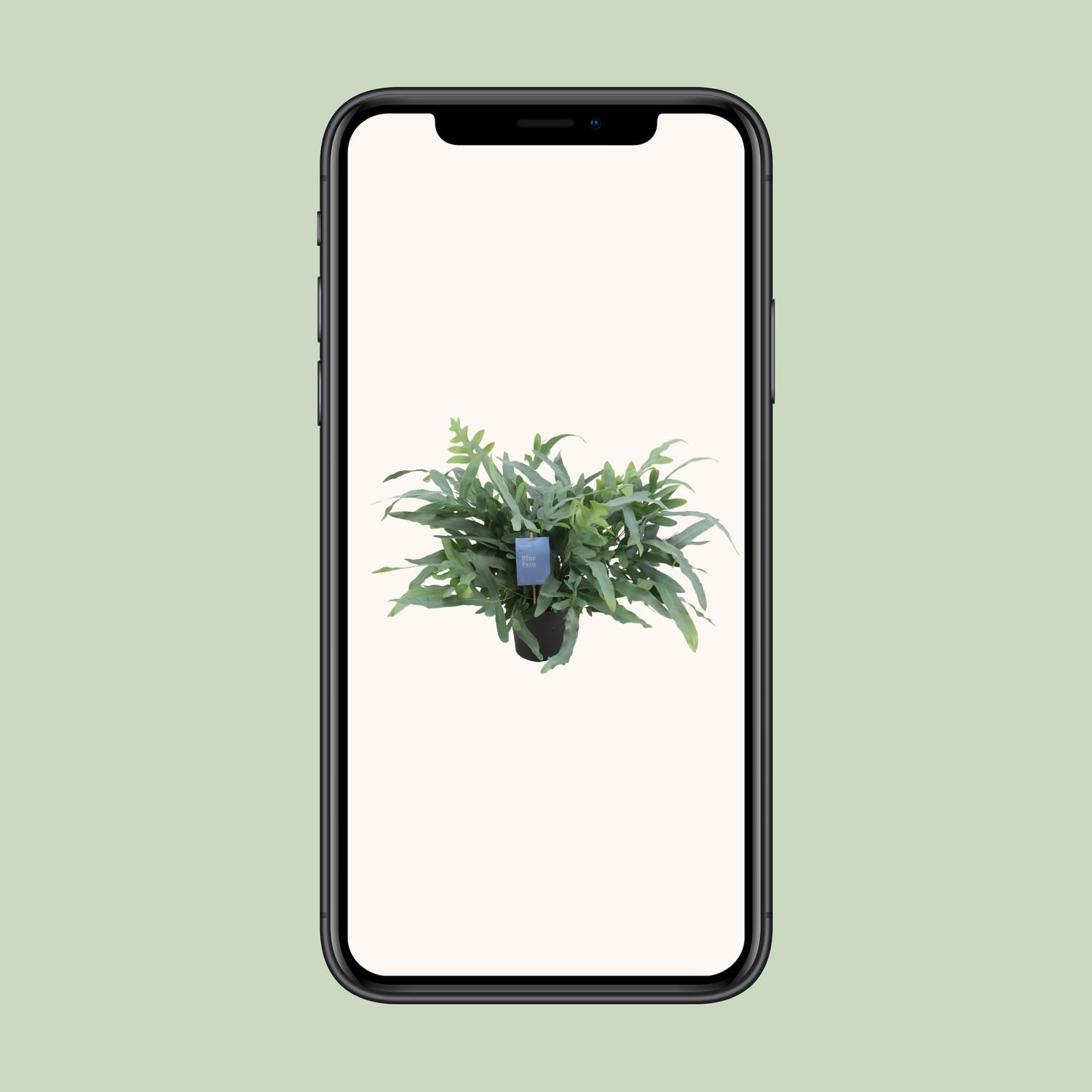 Phlebodium Aureum Blue Star (12700)