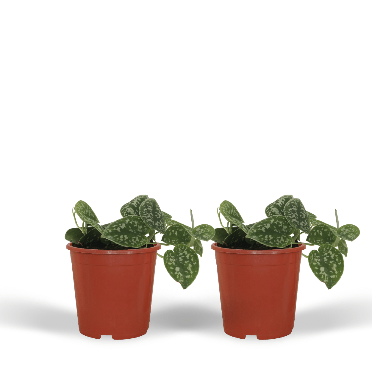 2x Scindapsus Pictus - Epipremnum - 15cm - ø12 (10277)