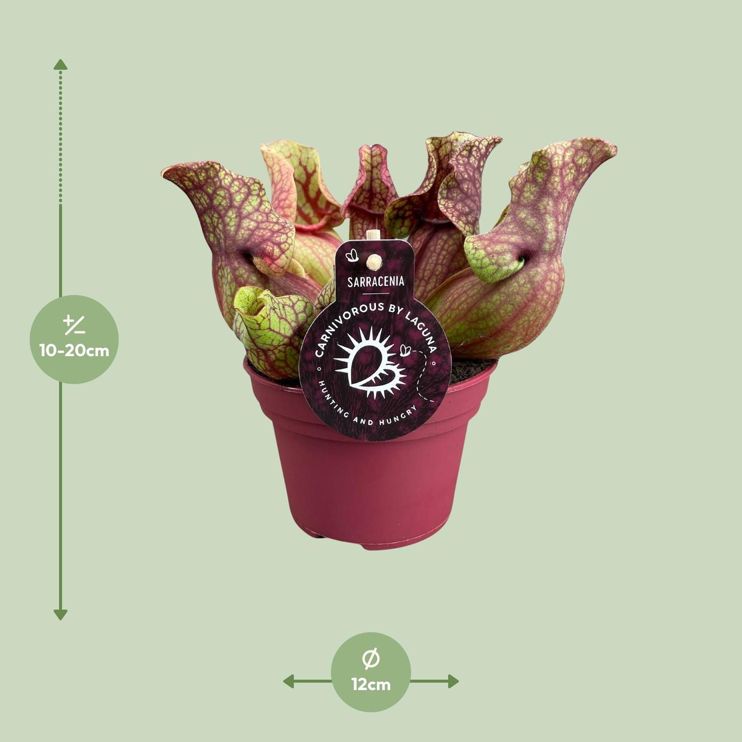 Sarracenia Venosa (13936)