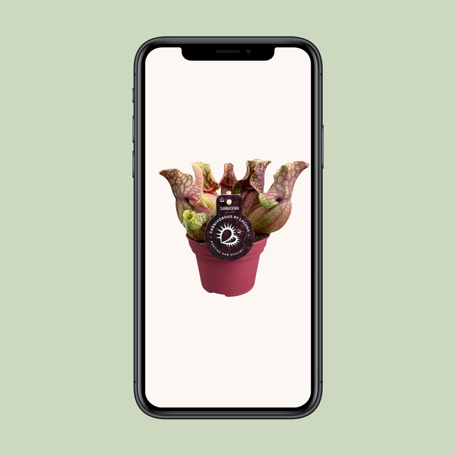 Sarracenia Venosa (13936)