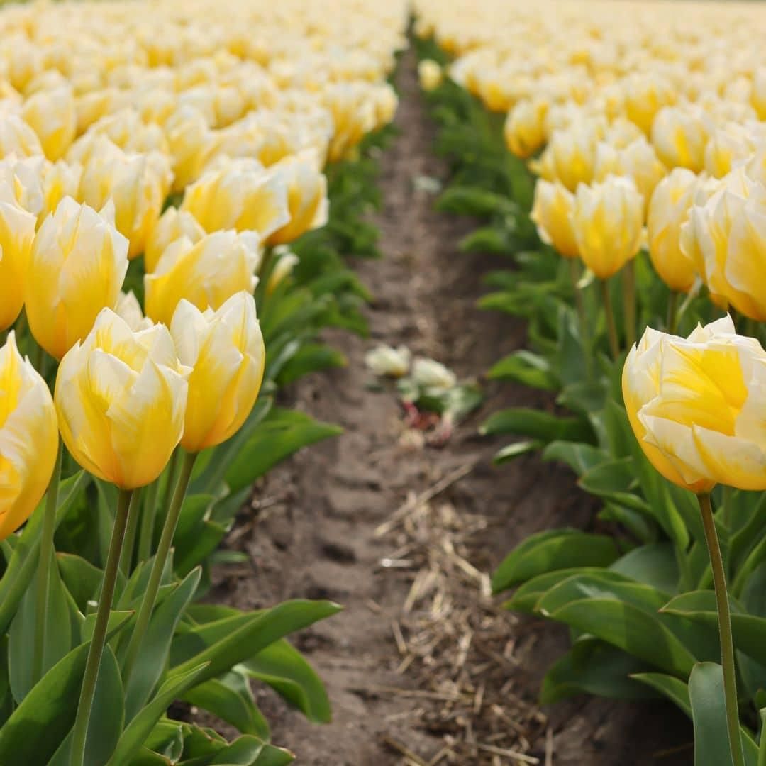 Flowerbulbs amsterdam Yellow Splash - 30 bloembollen - Maat 12+ (8720938490361)