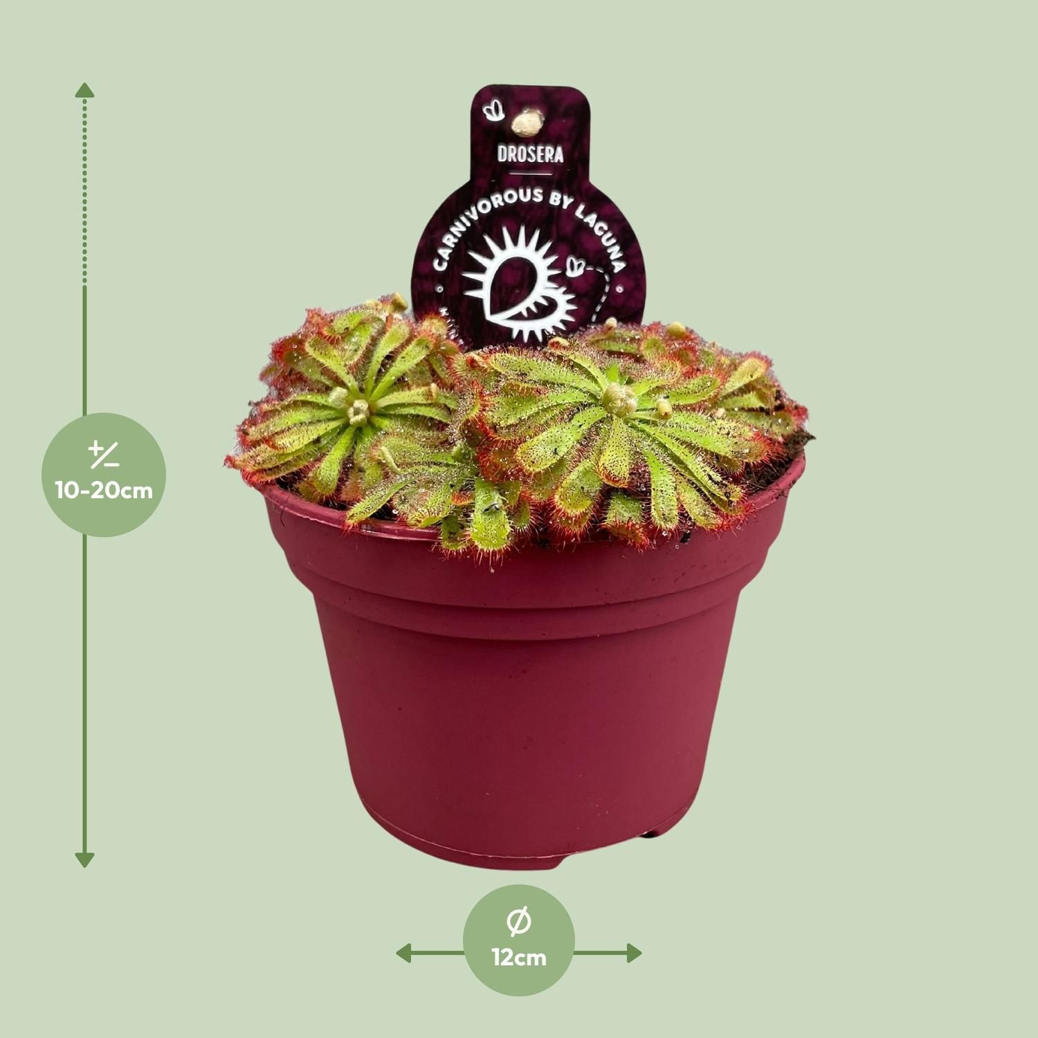 Drosera Aliciae (13932)