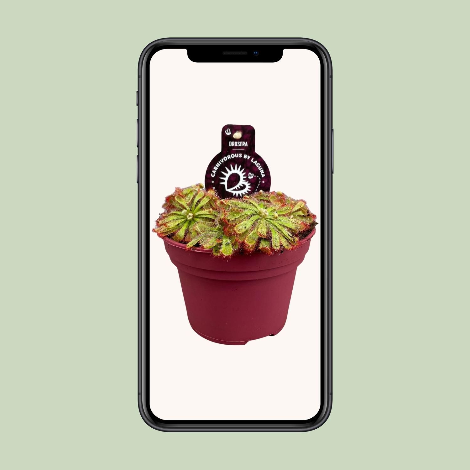 Drosera Aliciae (13932)