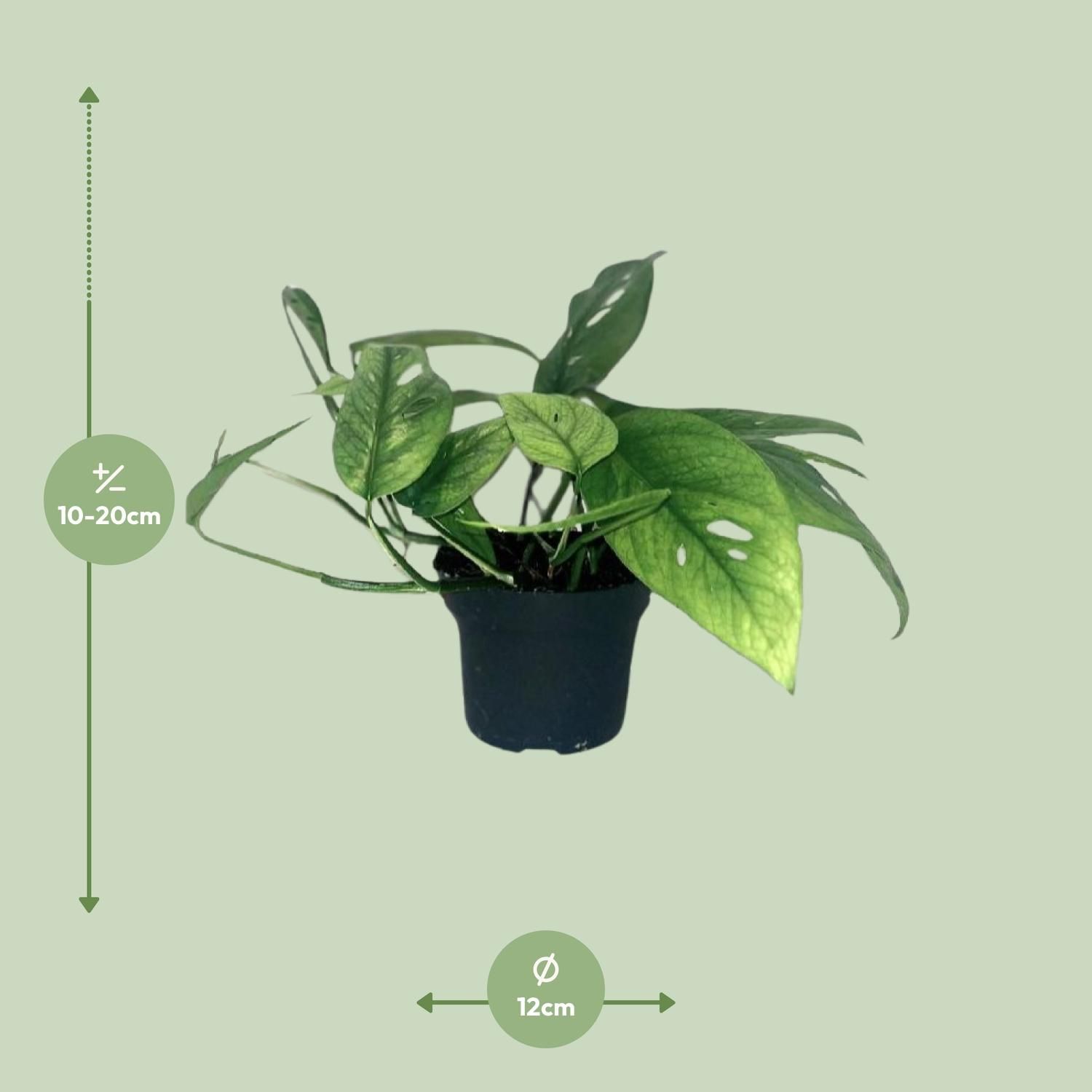 Epipremnum Cebu Blue (12464)