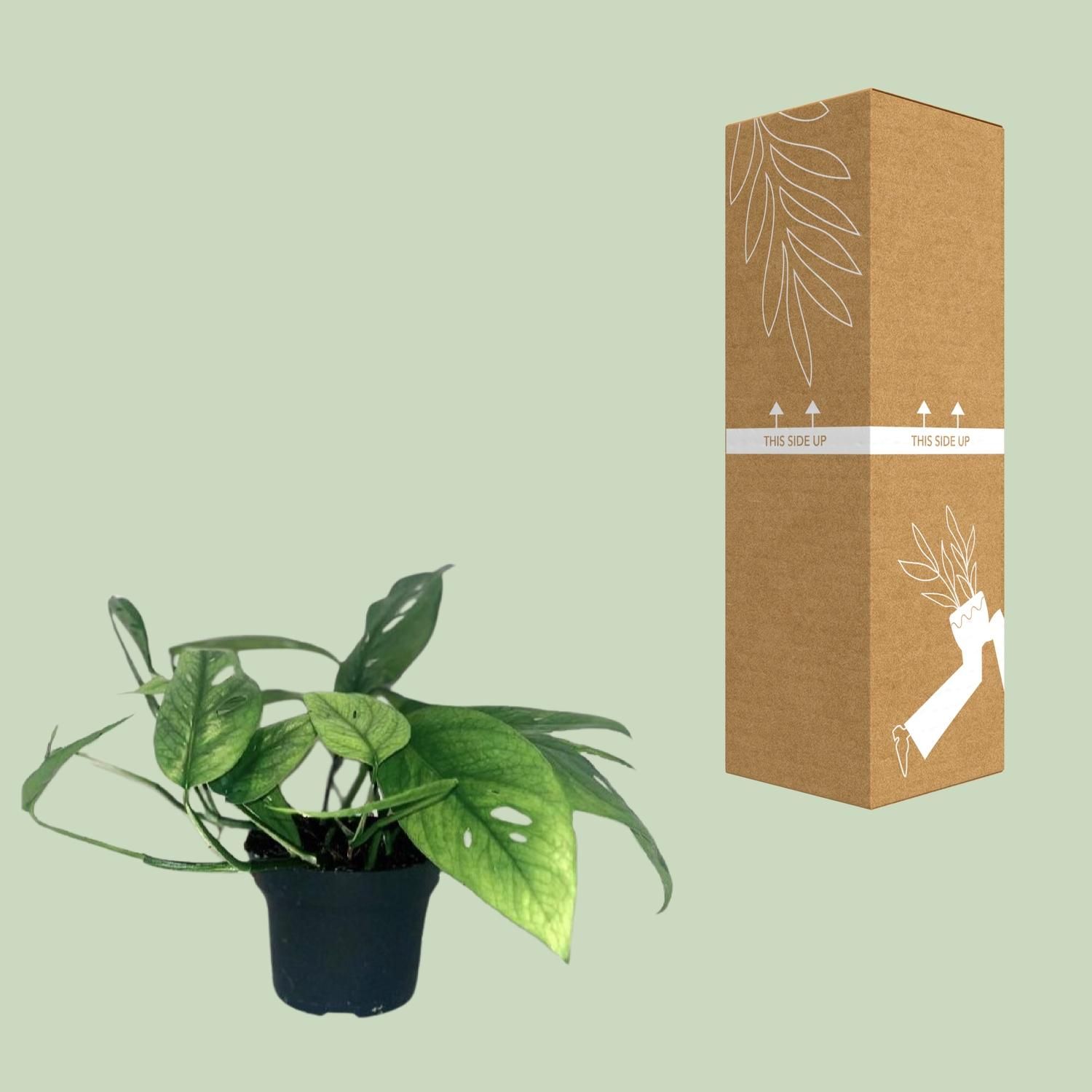 Epipremnum Cebu Blue (12464)