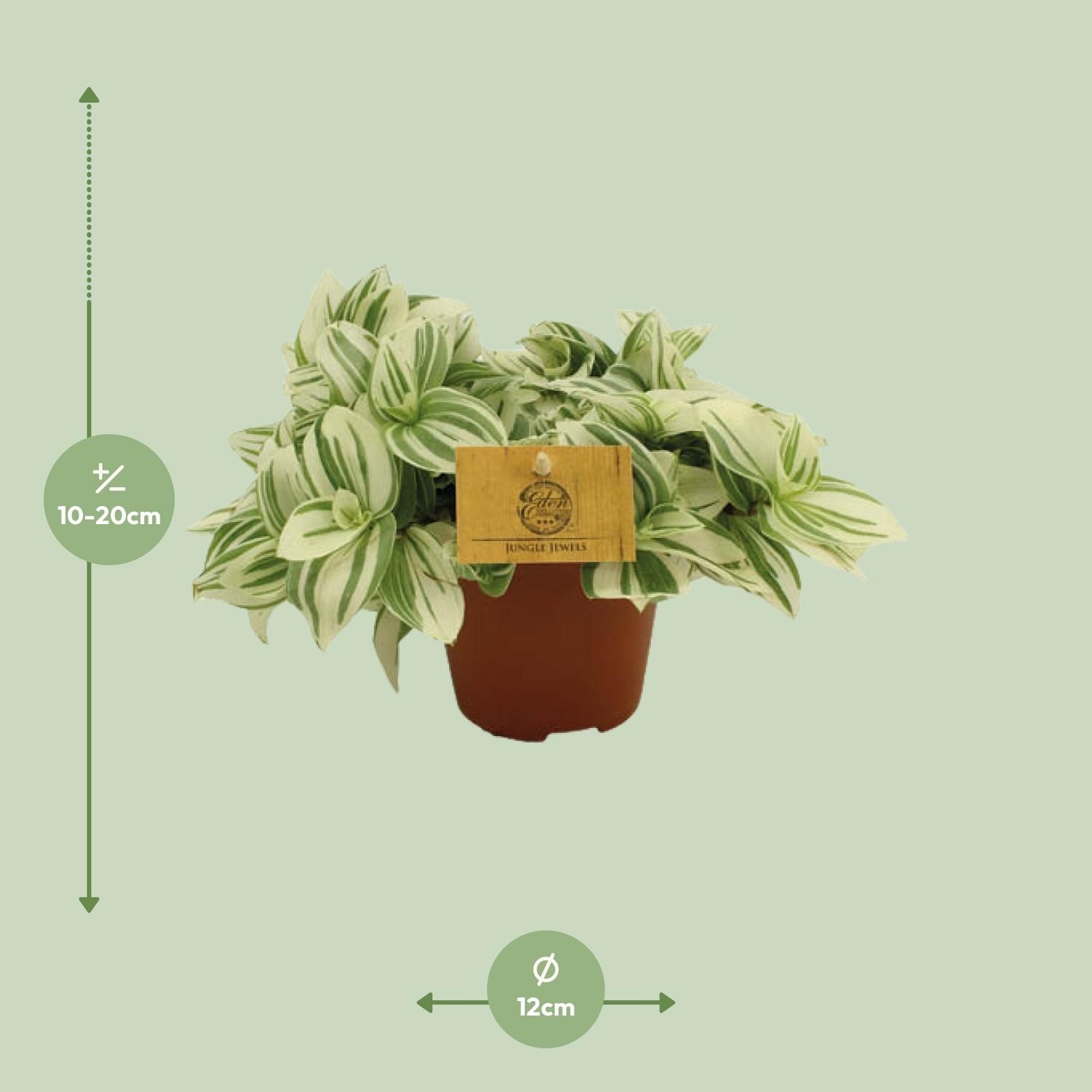 Tradescantia Brightness - Ø12 ↕20 (12926)