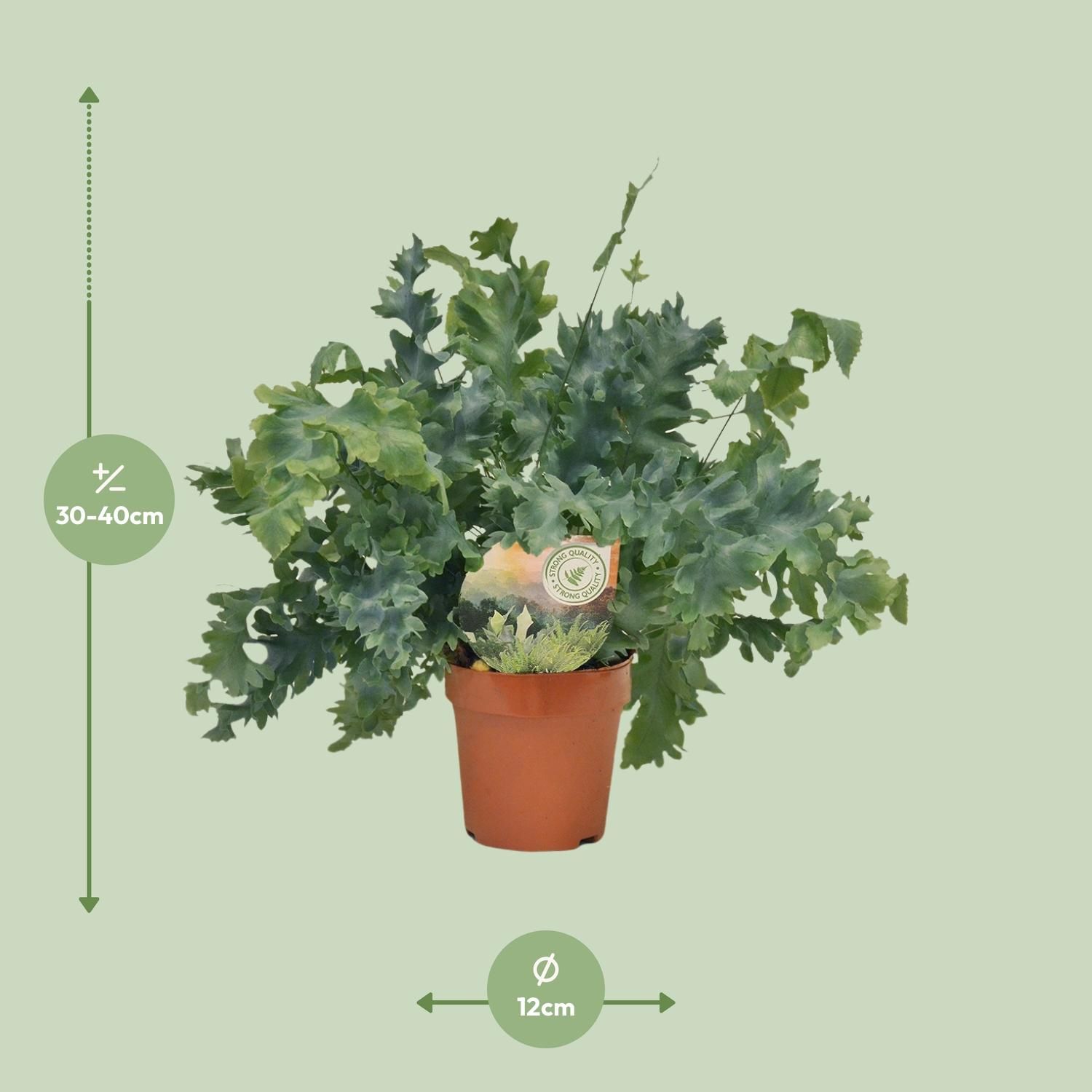 Phlebodium Davana (9921)