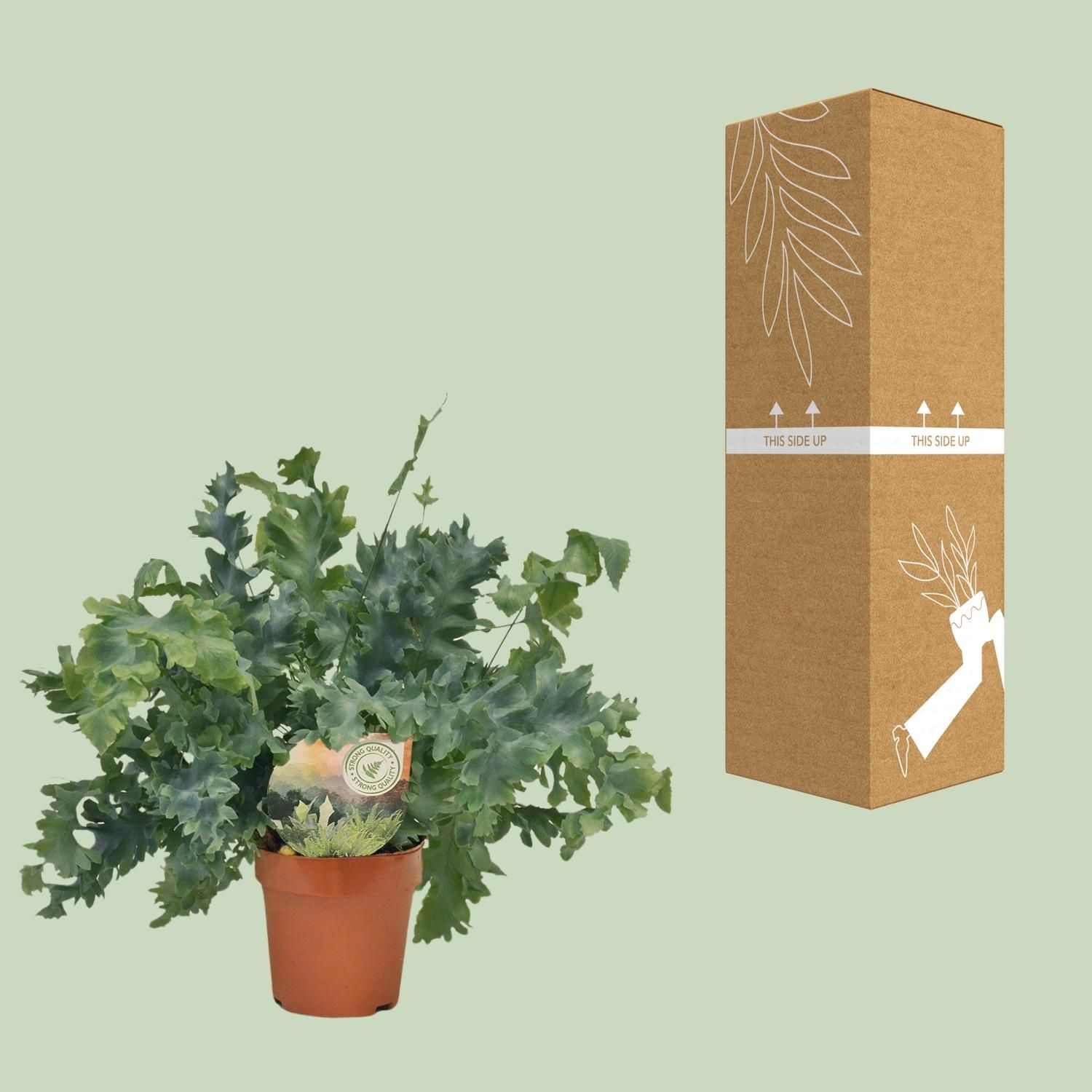 Phlebodium Davana (9921)