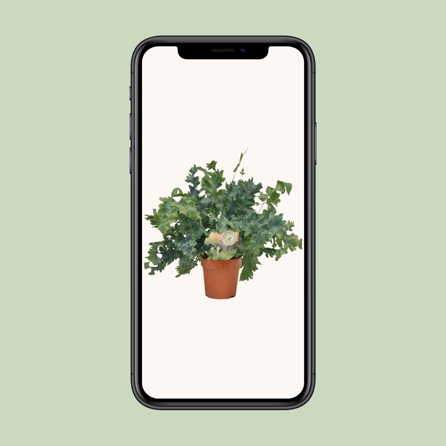 Phlebodium Davana (9921)