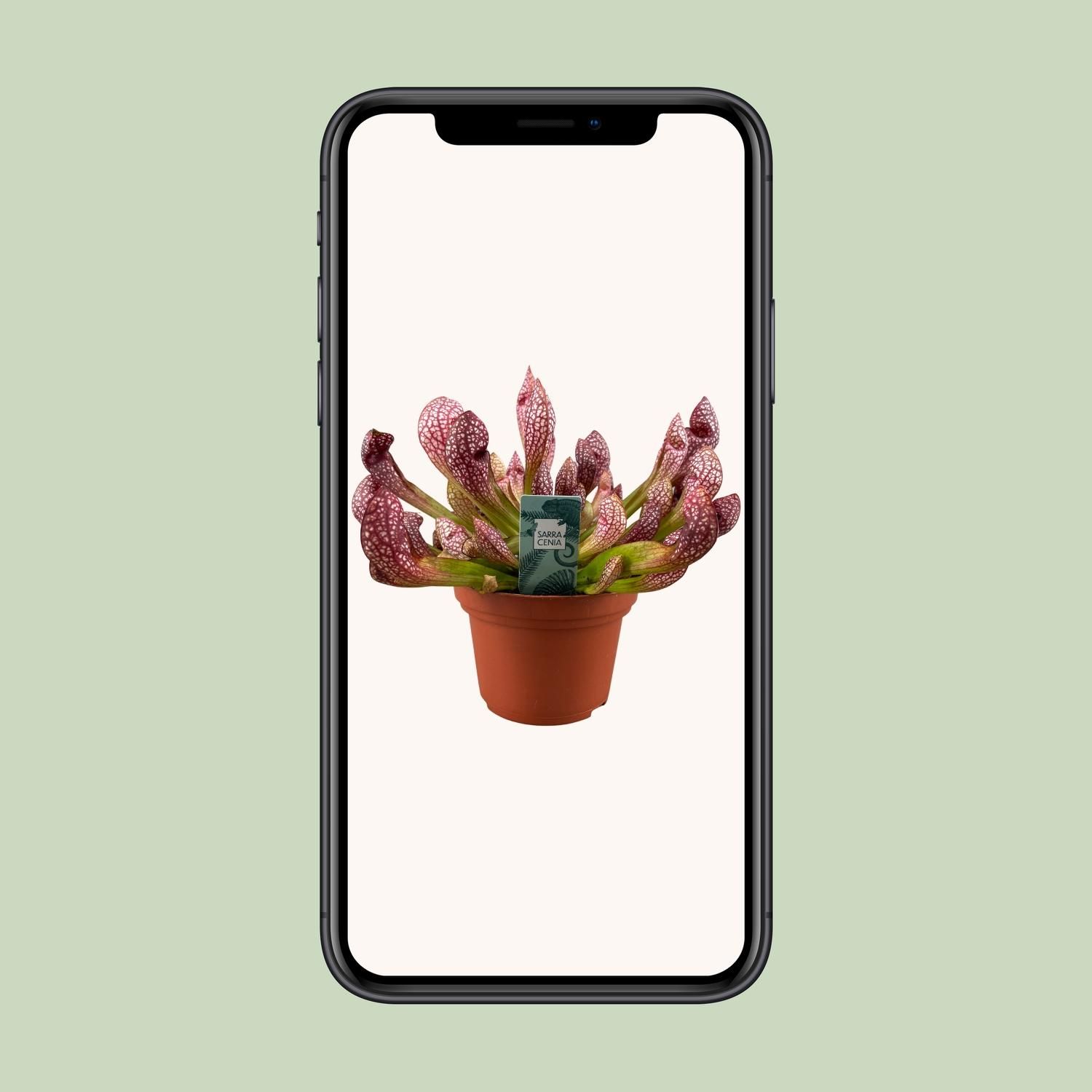 Sarracenia Scarlet Belle (16139)