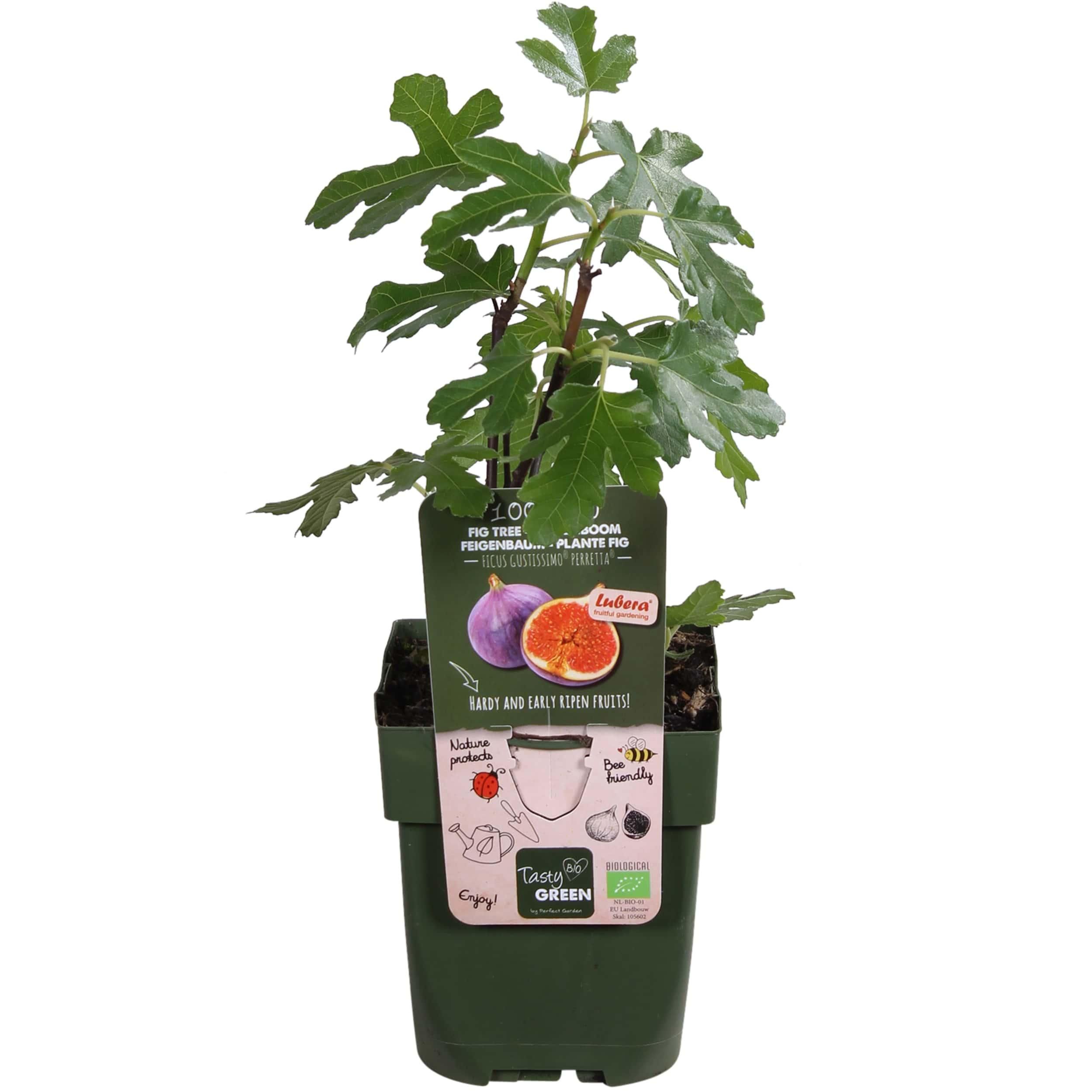 Hoogeveen Ficus Gustissimo Perretta - Ø13 - ↨45cm (8719497267545)