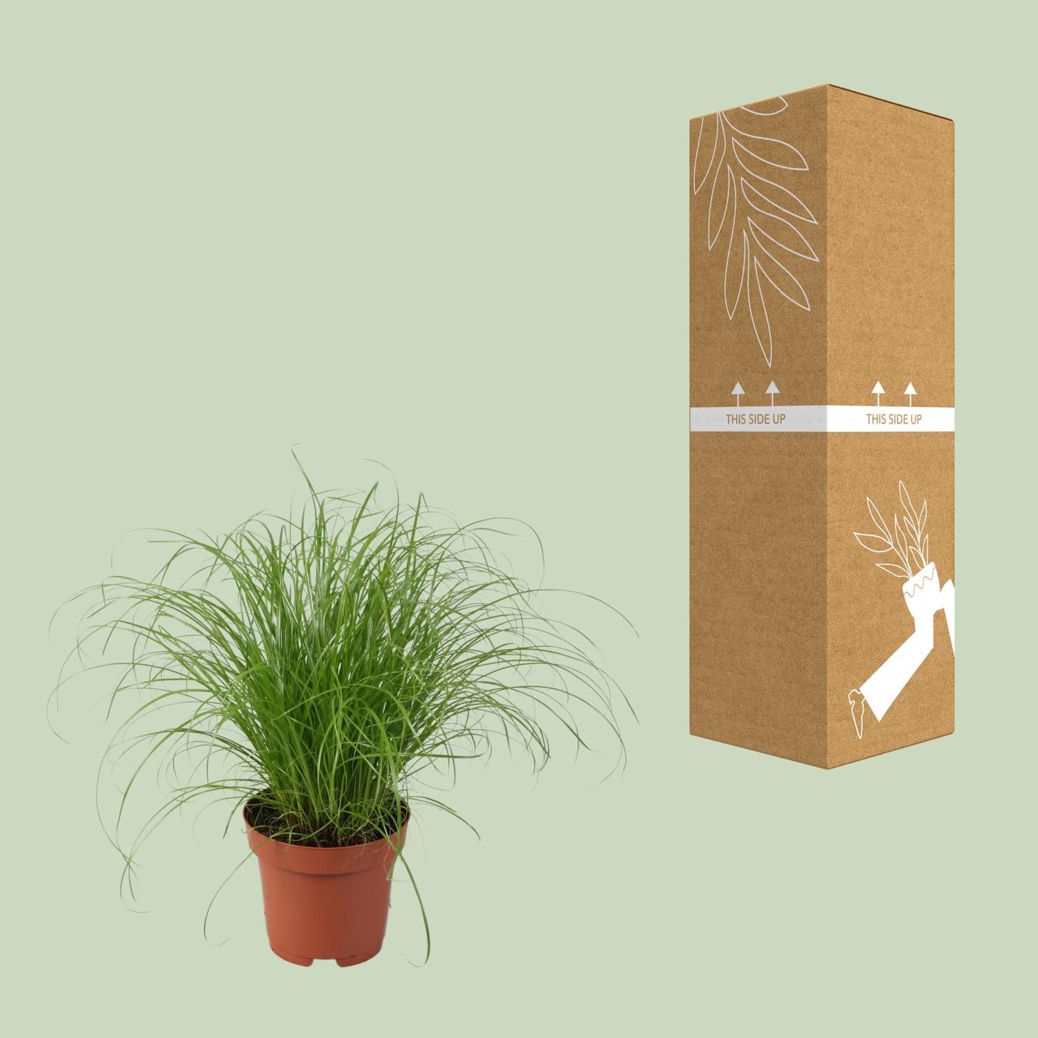 Cyperus Alternifolius Zumula (9931)