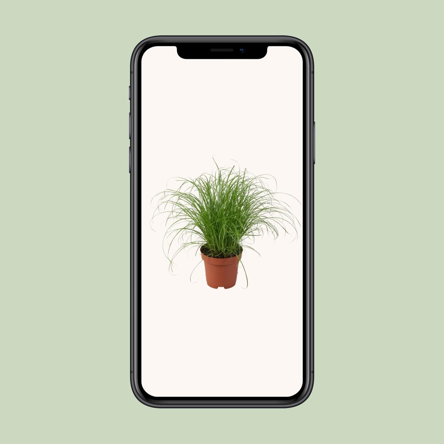 Cyperus Alternifolius Zumula (9931)