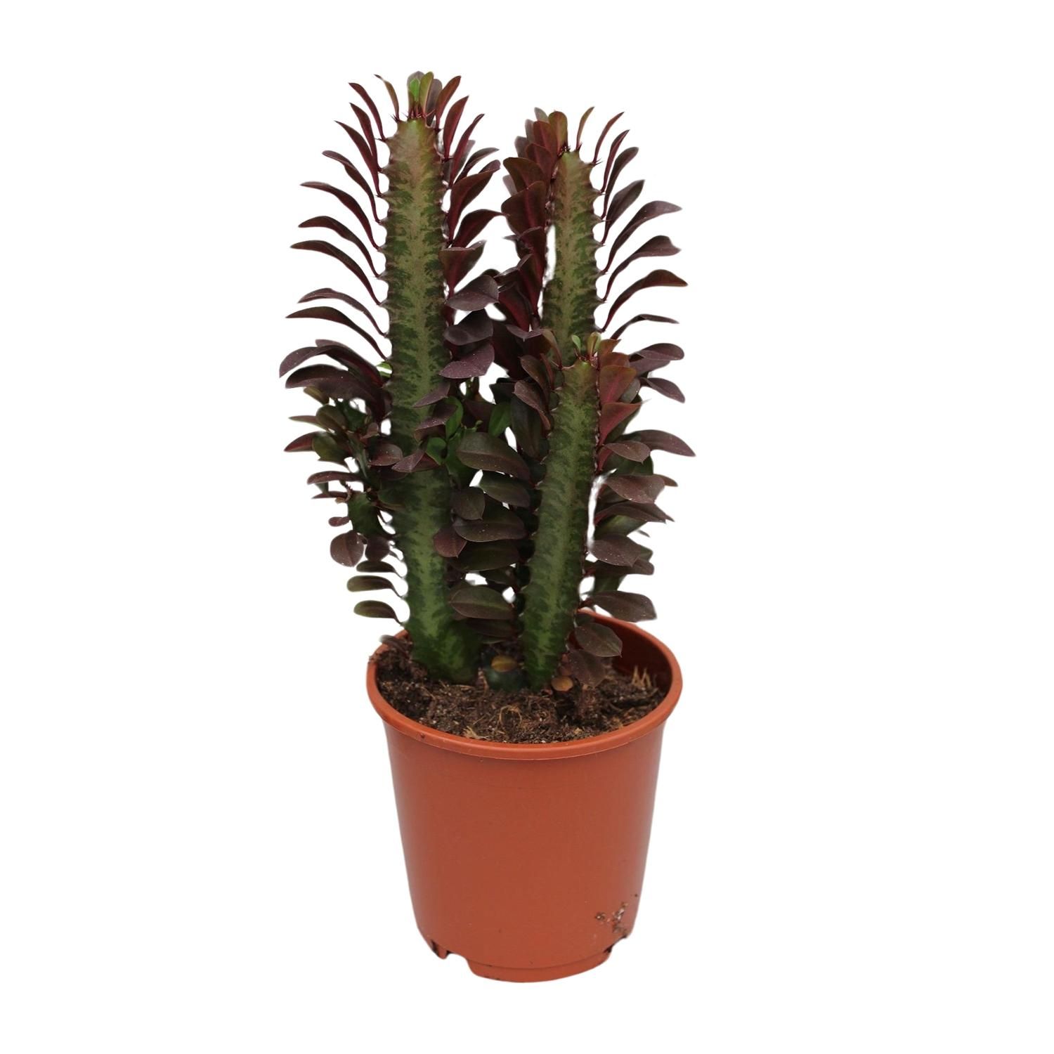 Euphorbia Trigona Rubra (28836)