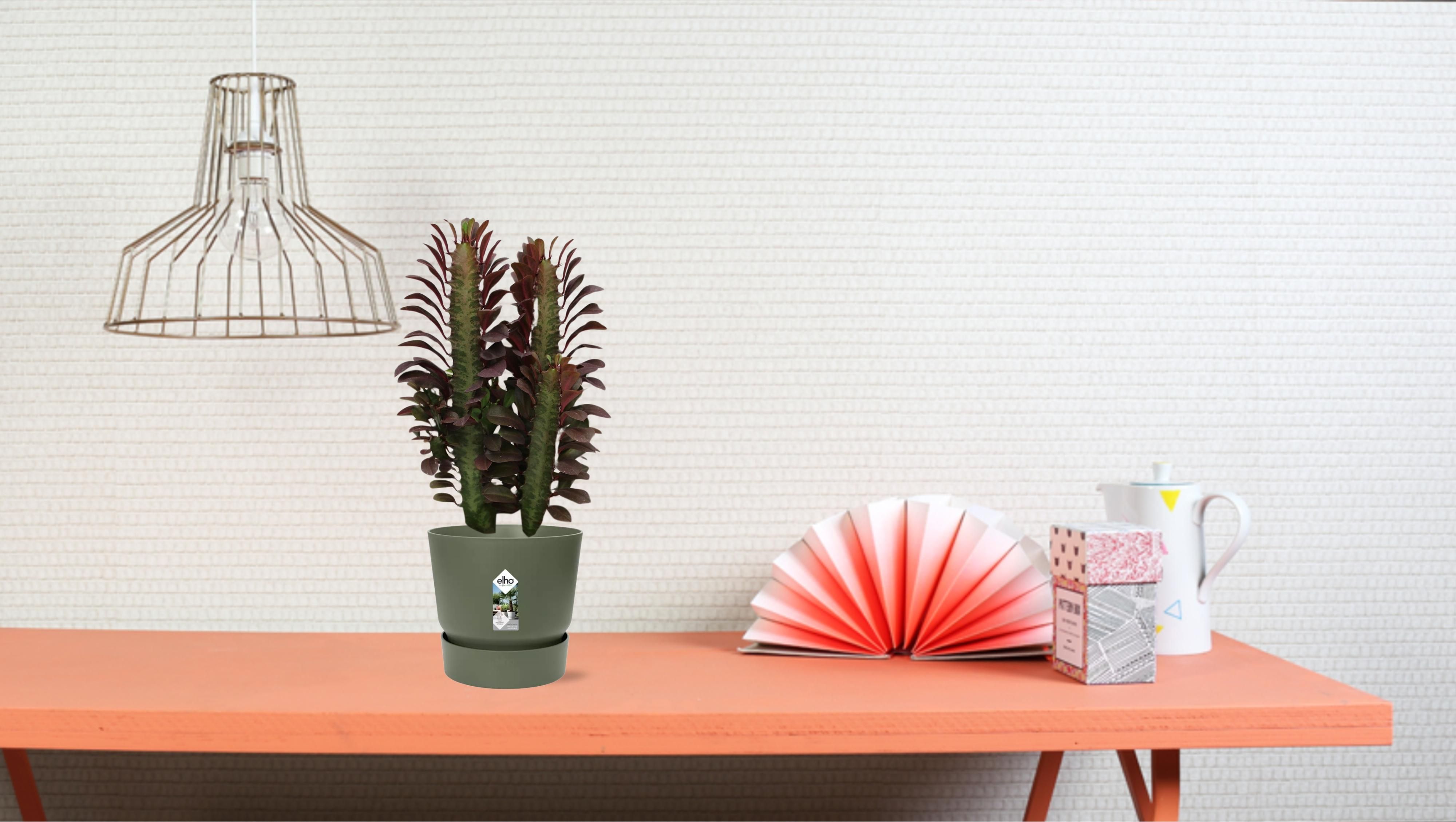 Euphorbia Trigona Rubra (28836)