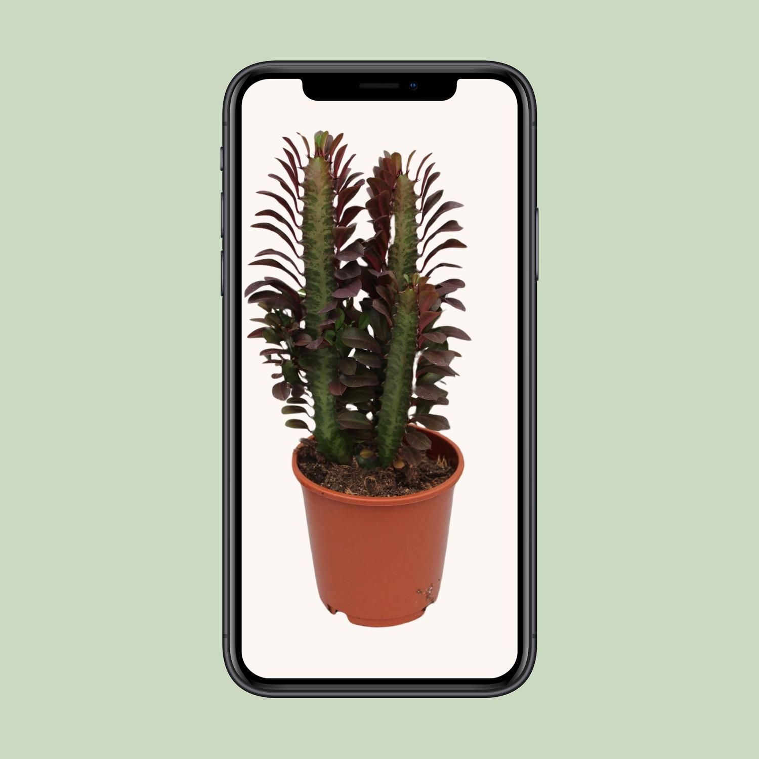 Euphorbia Trigona Rubra (28836)