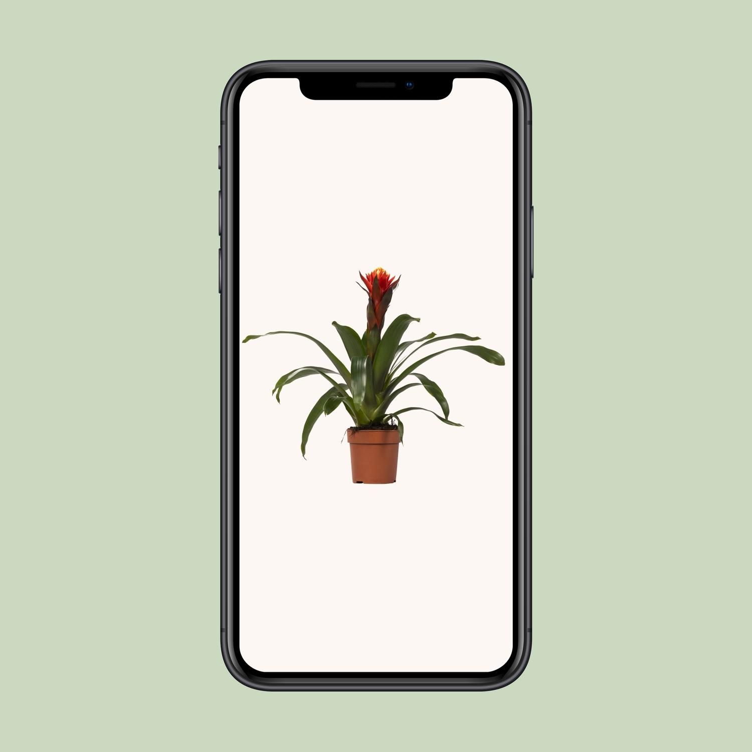 Guzmania Happiness - Ø12 ↕45 (13864)