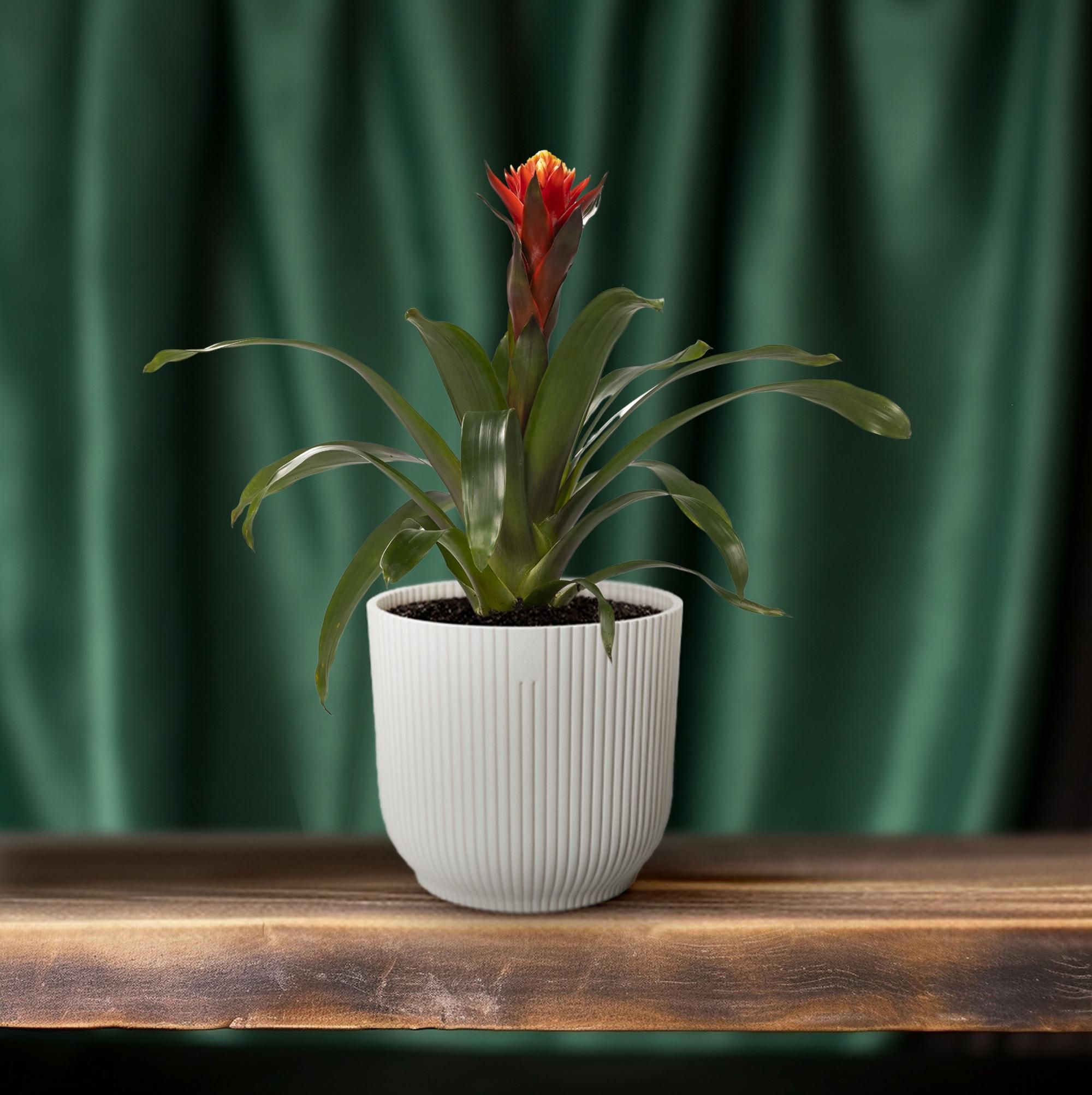 Guzmania Happiness - Ø12 ↕45 (13864)