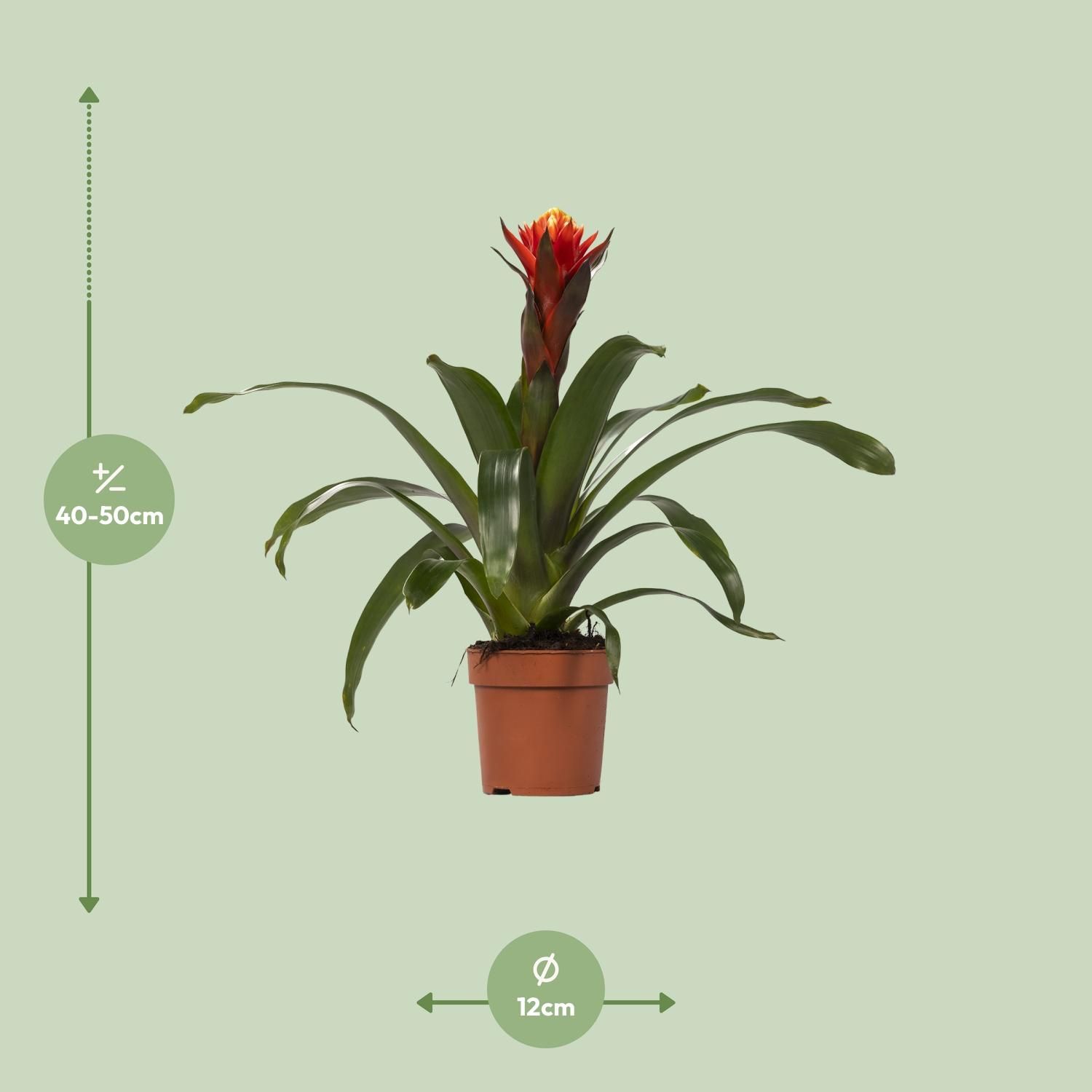 Guzmania Happiness - Ø12 ↕45 (13864)