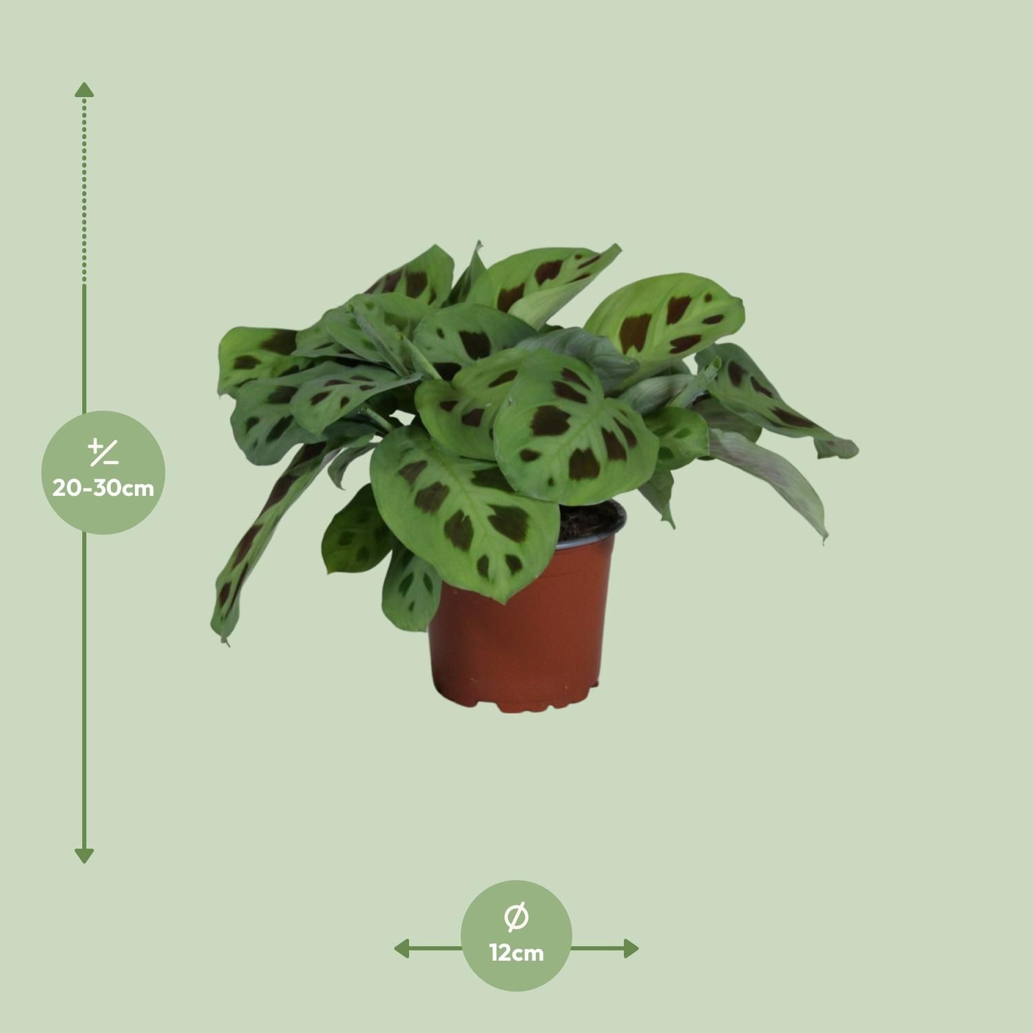 PROMO - Maranta Leuconeura Kerchoveana (9939)