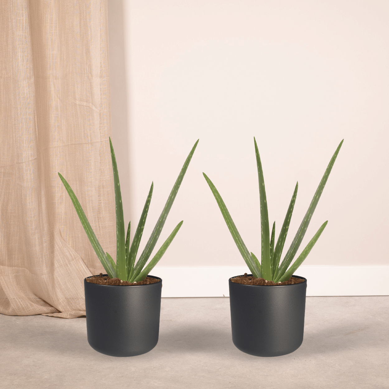 2x Aloe vera - Succulent - 40cm - ø12 (10229)