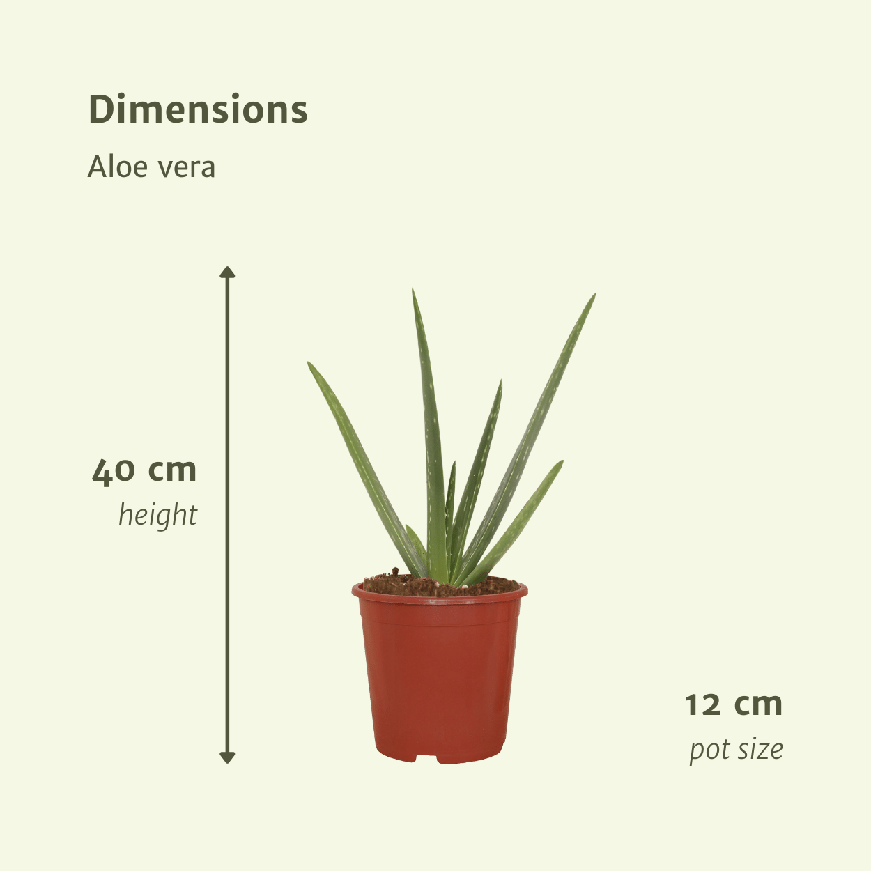 2x Aloe vera - Succulent - 40cm - ø12 (10229)