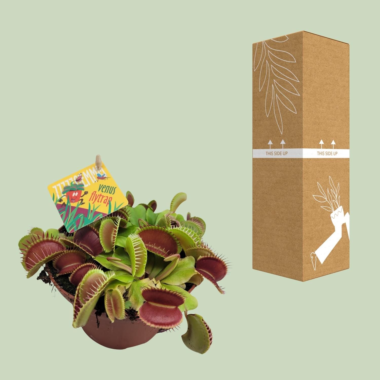 Dionaea Muscipula (13064)