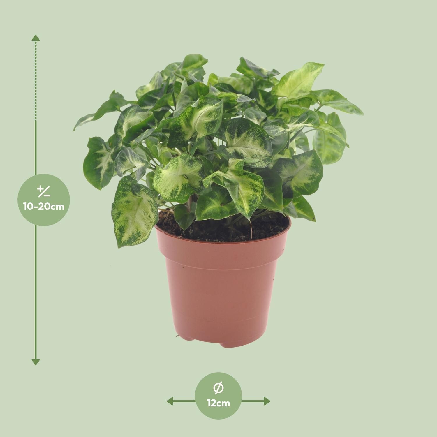 Syngonium Pixie (18282)