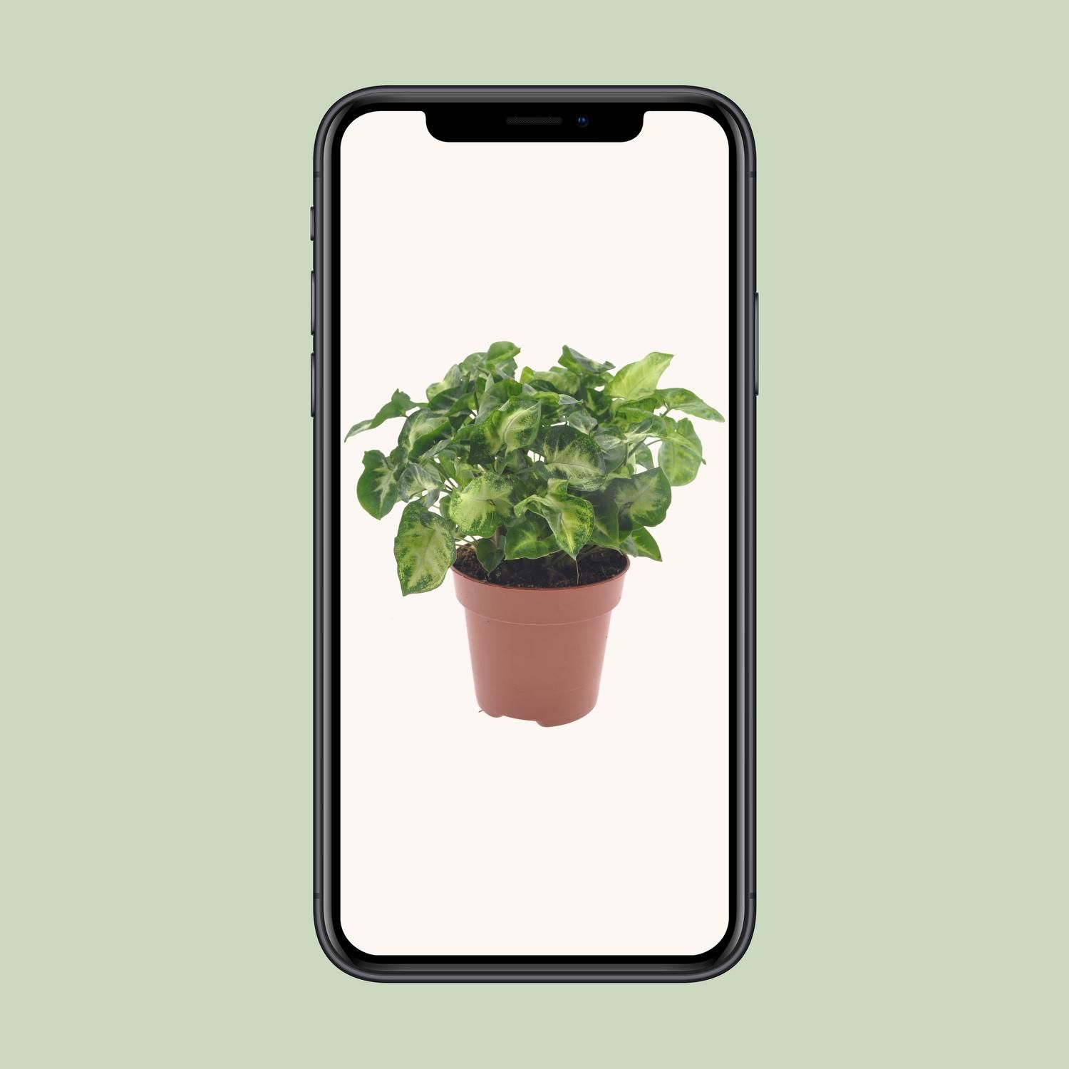 Syngonium Pixie (18282)