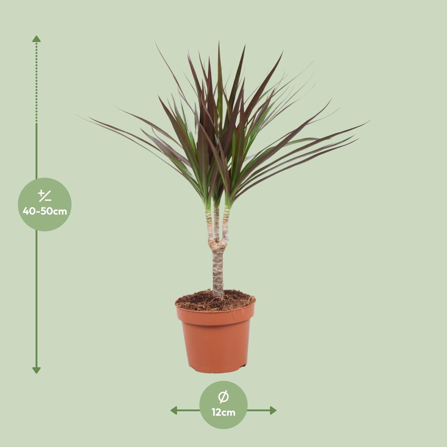 Dracaena Magenta (10776)