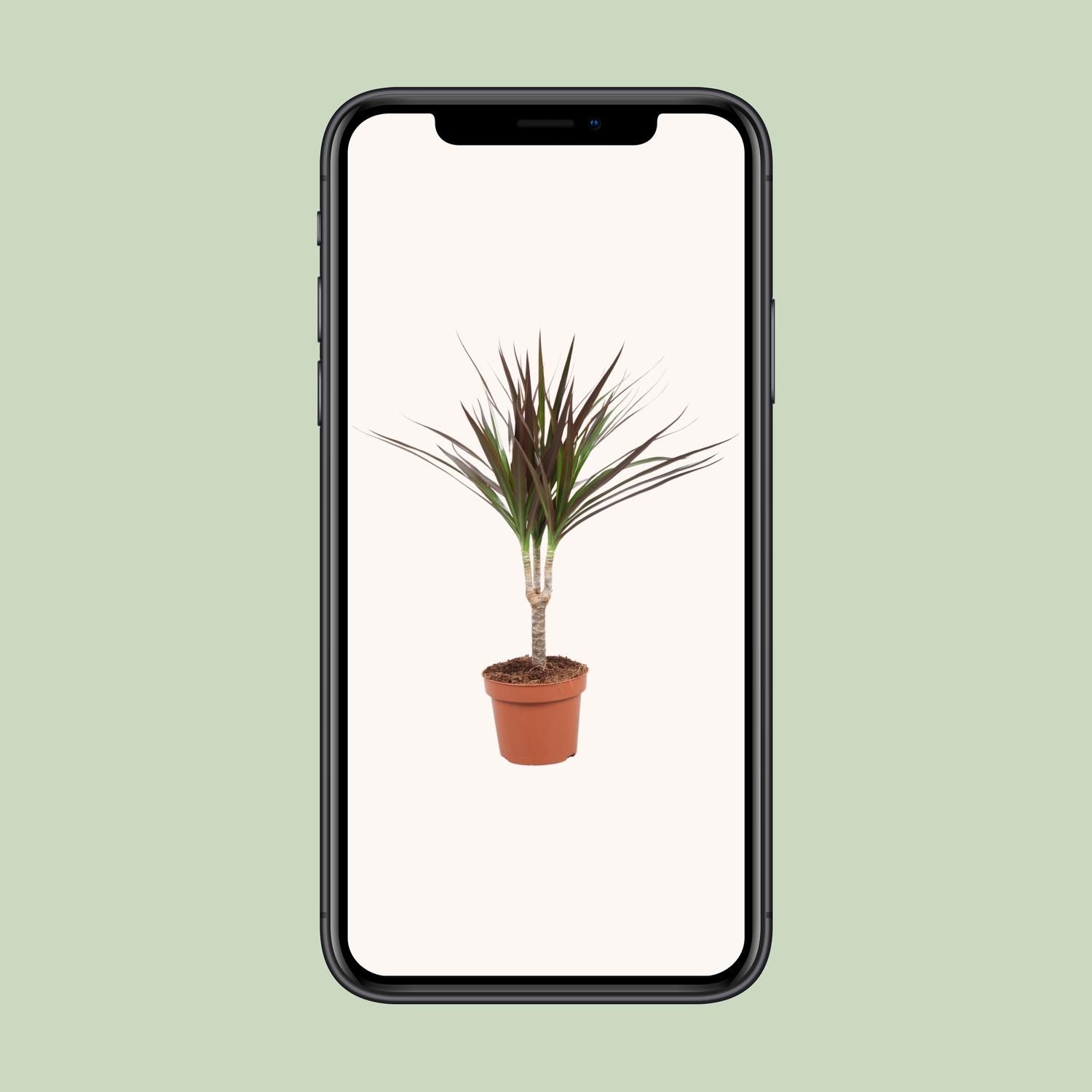 Dracaena Magenta (10776)