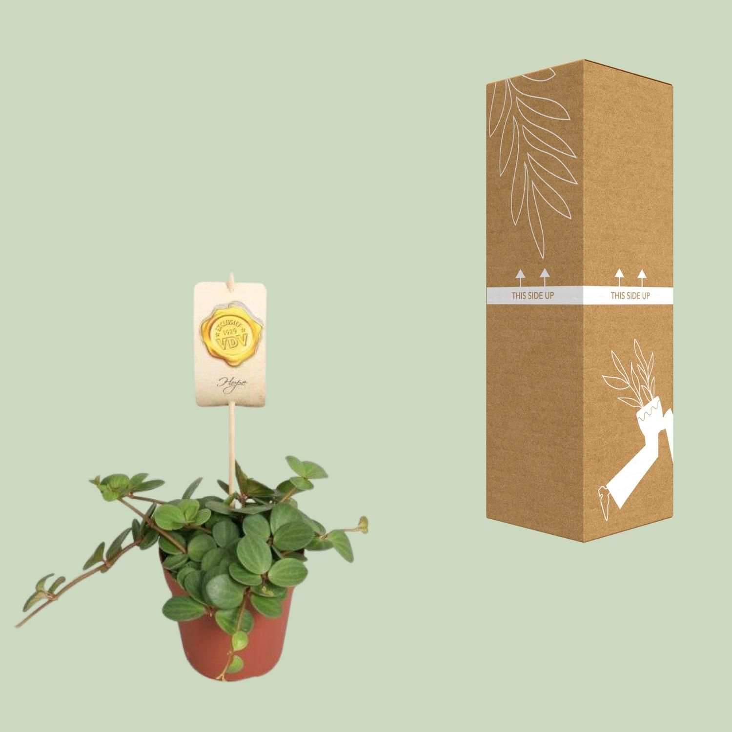 Peperomia Hope (9557)