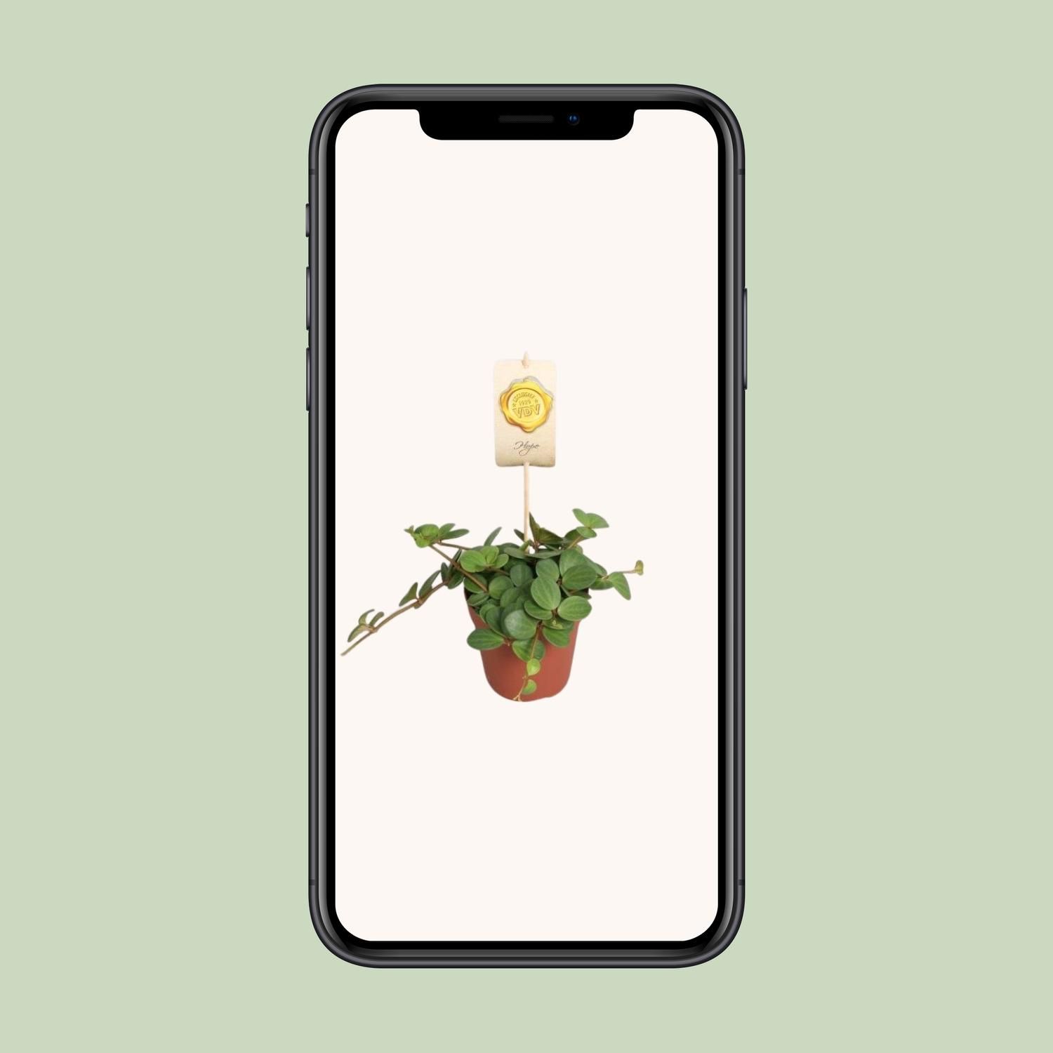 Peperomia Hope (9557)