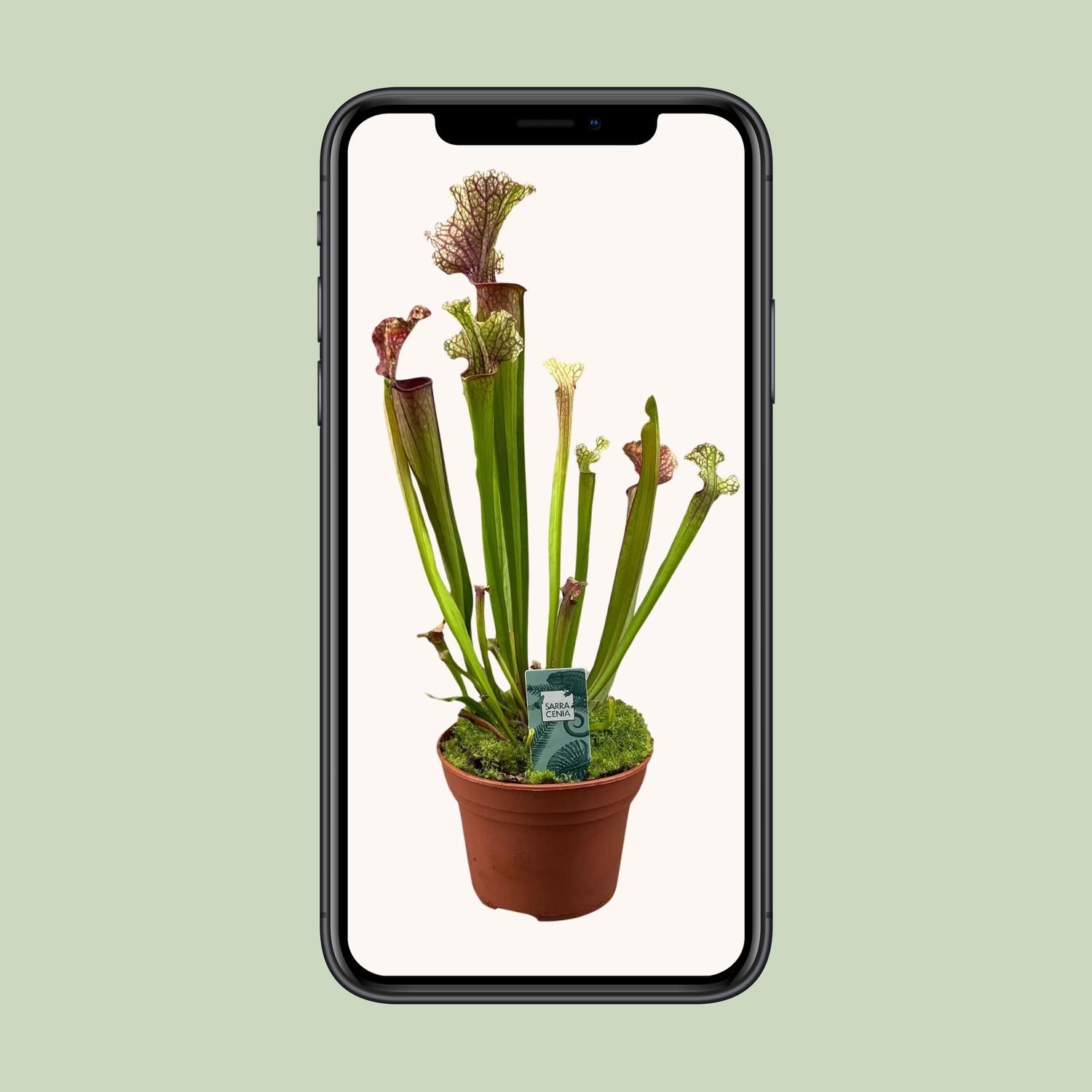 Sarracenia Judith Hindle (16150)