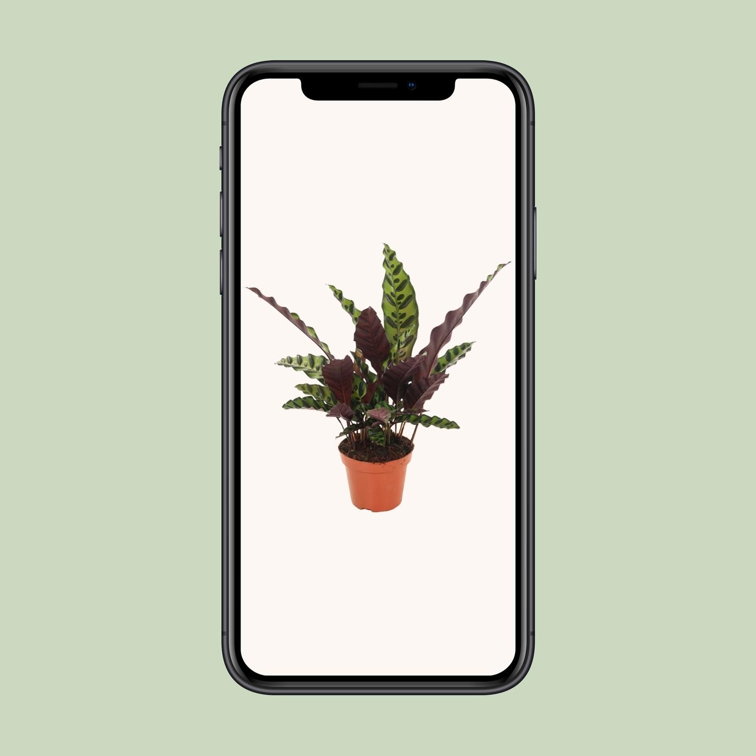 Calathea Insignis (18276)