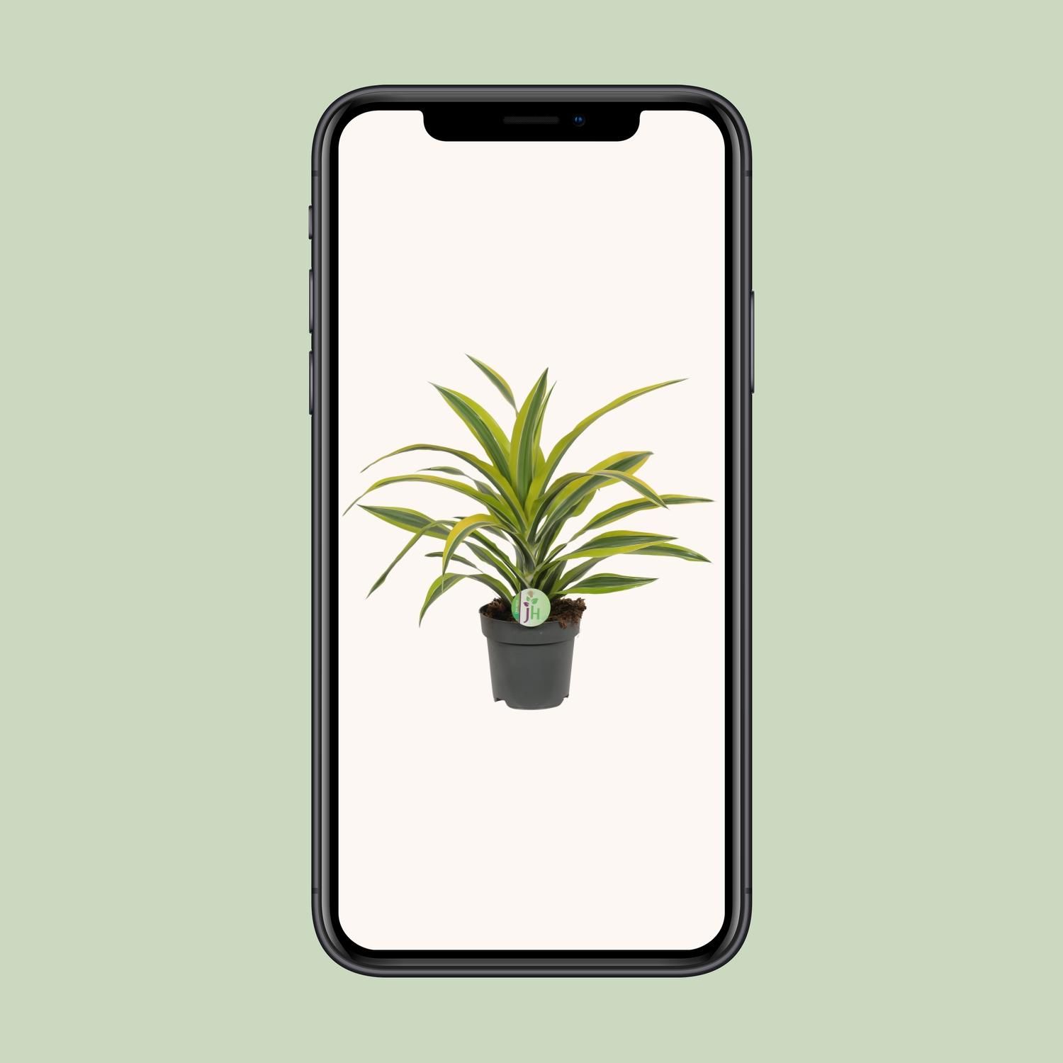 Dracaena Fragrans Lemon Lime (8720634284400)