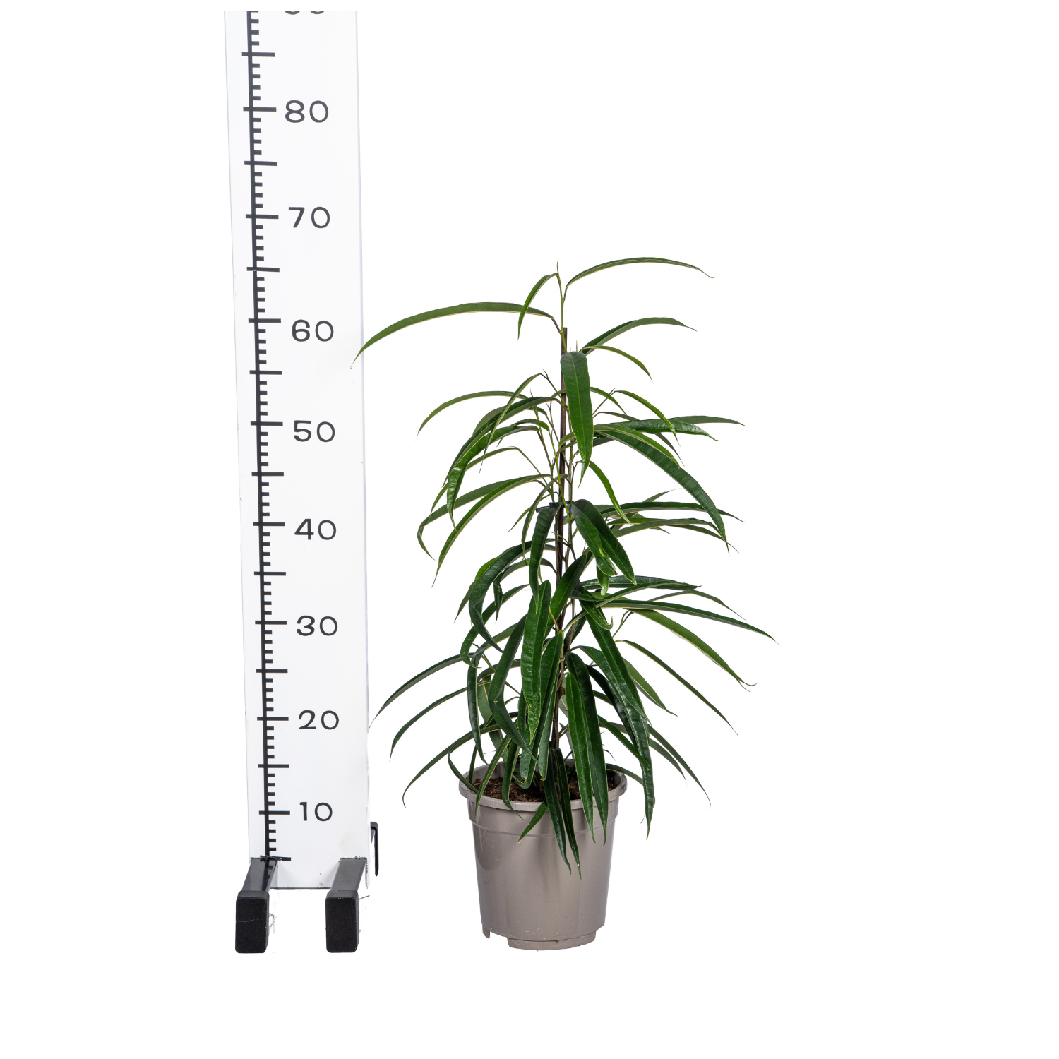 Ficus Binnendijkii Alii Ø17cm - ↕60 (4250308317430)