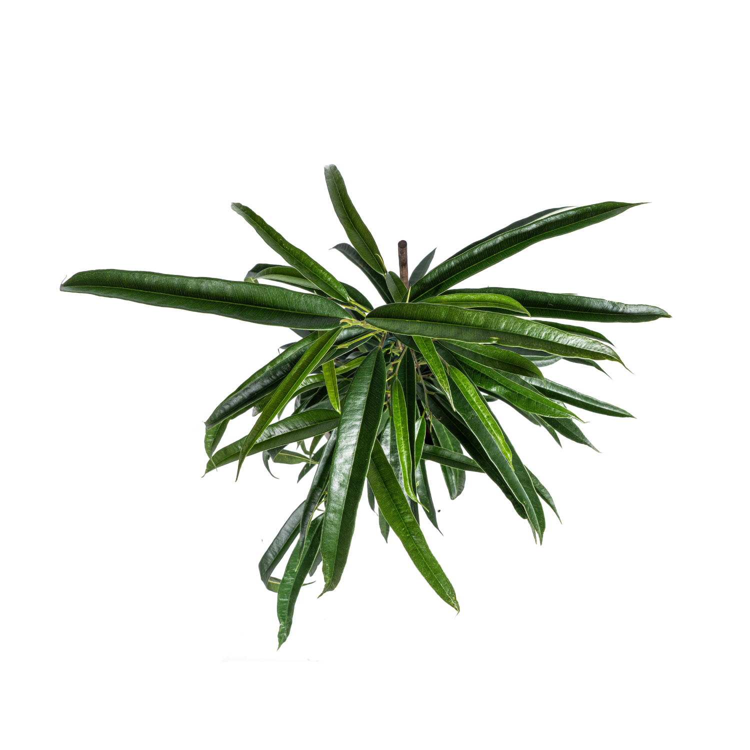 Ficus Binnendijkii Alii Ø17cm - ↕60 (4250308317430)