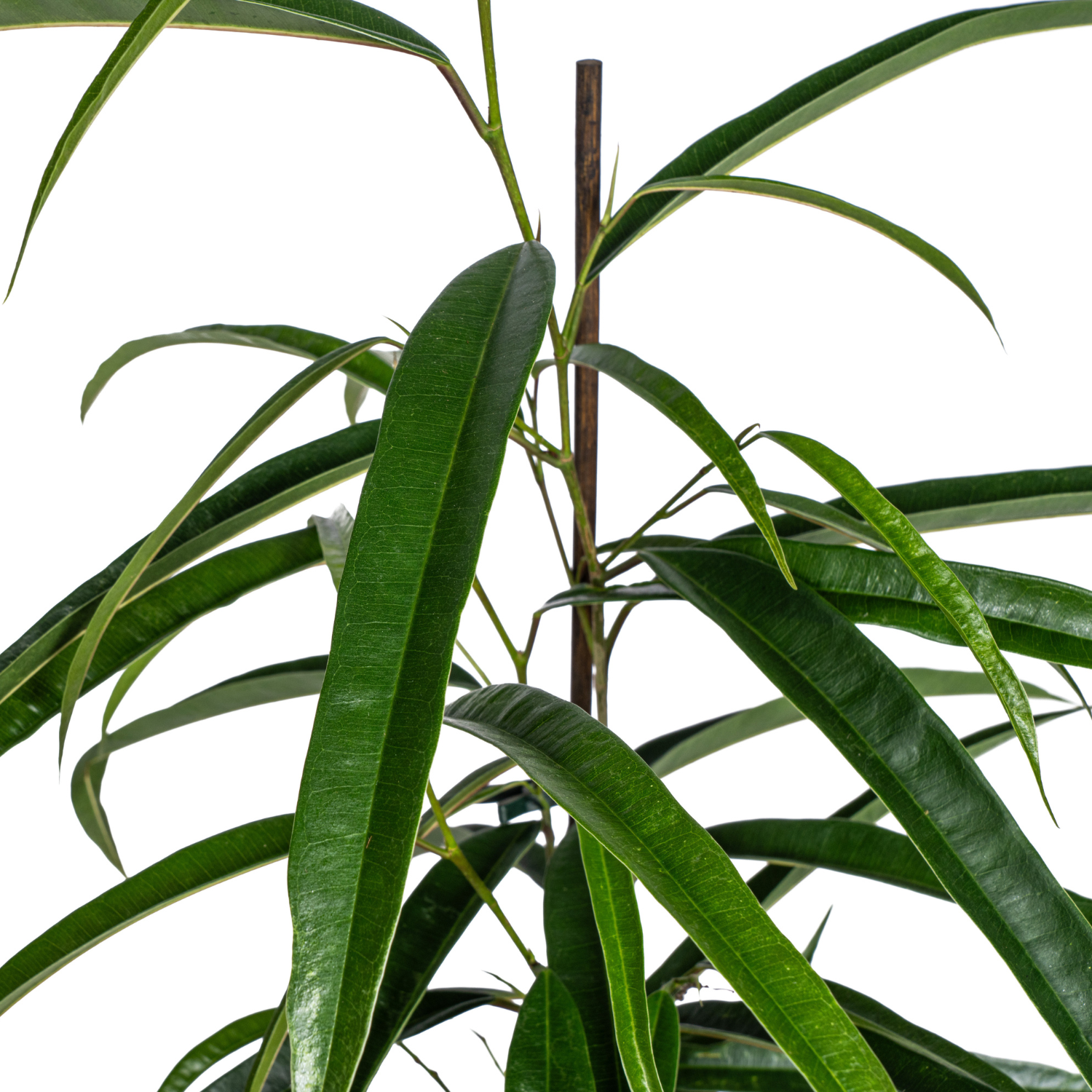 Ficus Binnendijkii Alii Ø17cm - ↕60 (4250308317430)