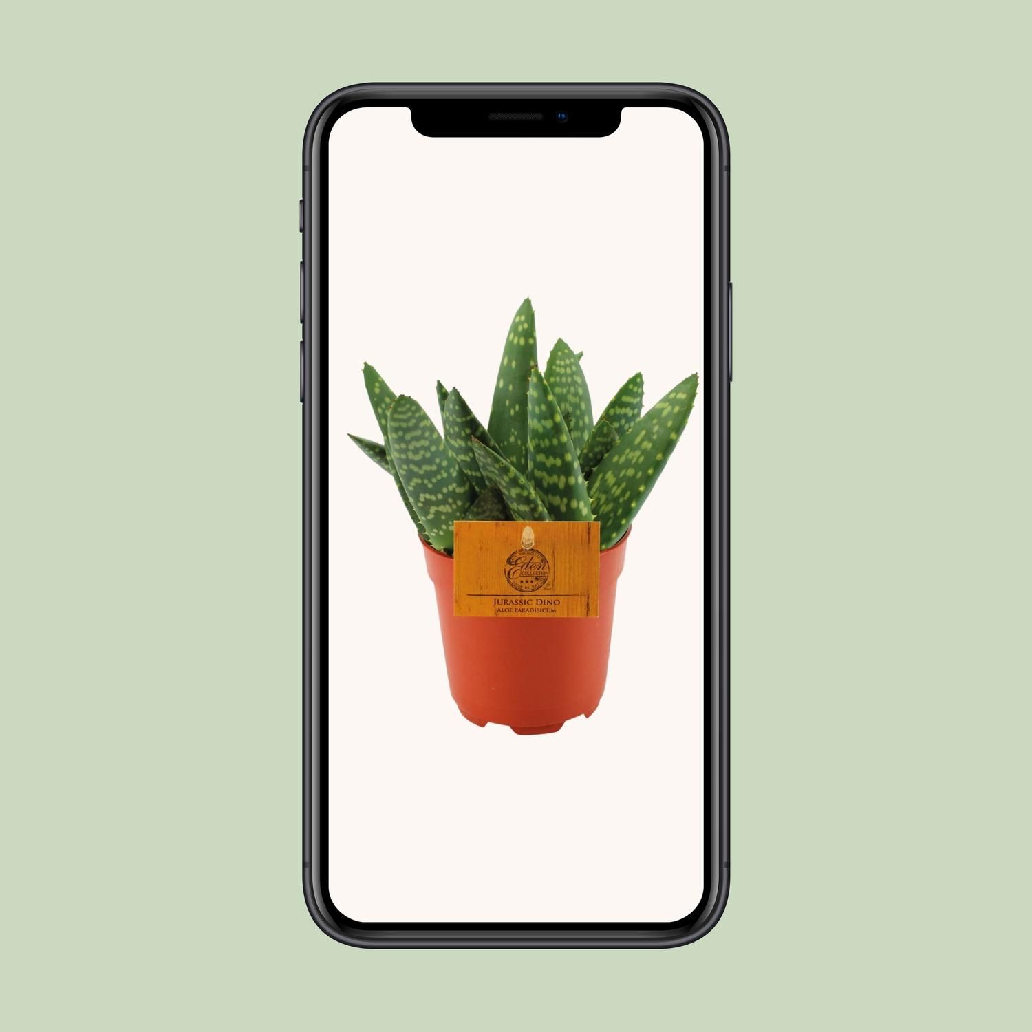 Aloe Paradisicum - Ø10,5 ↕15 (12854)