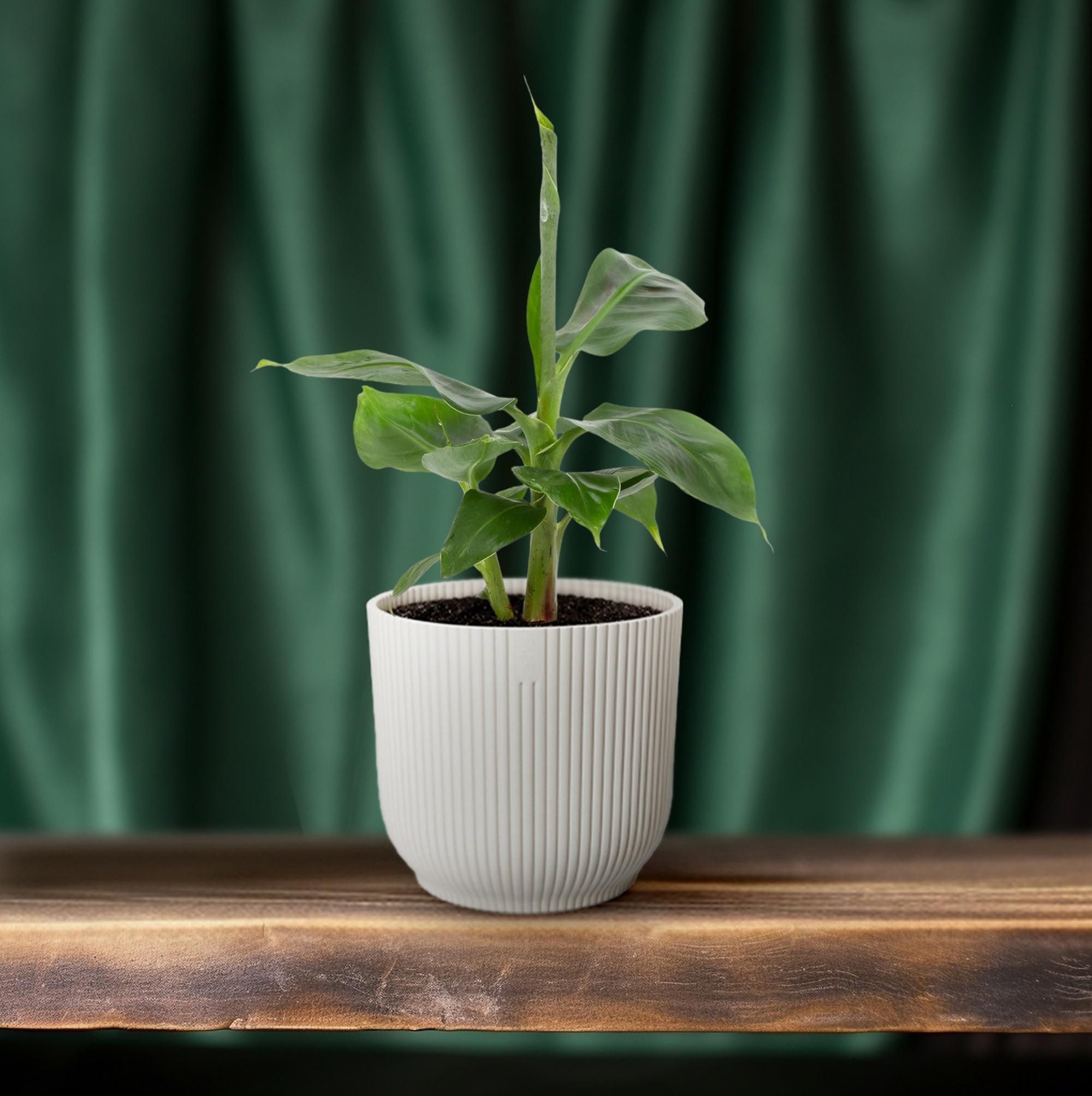 Musa Tropicana 12cm (28790)