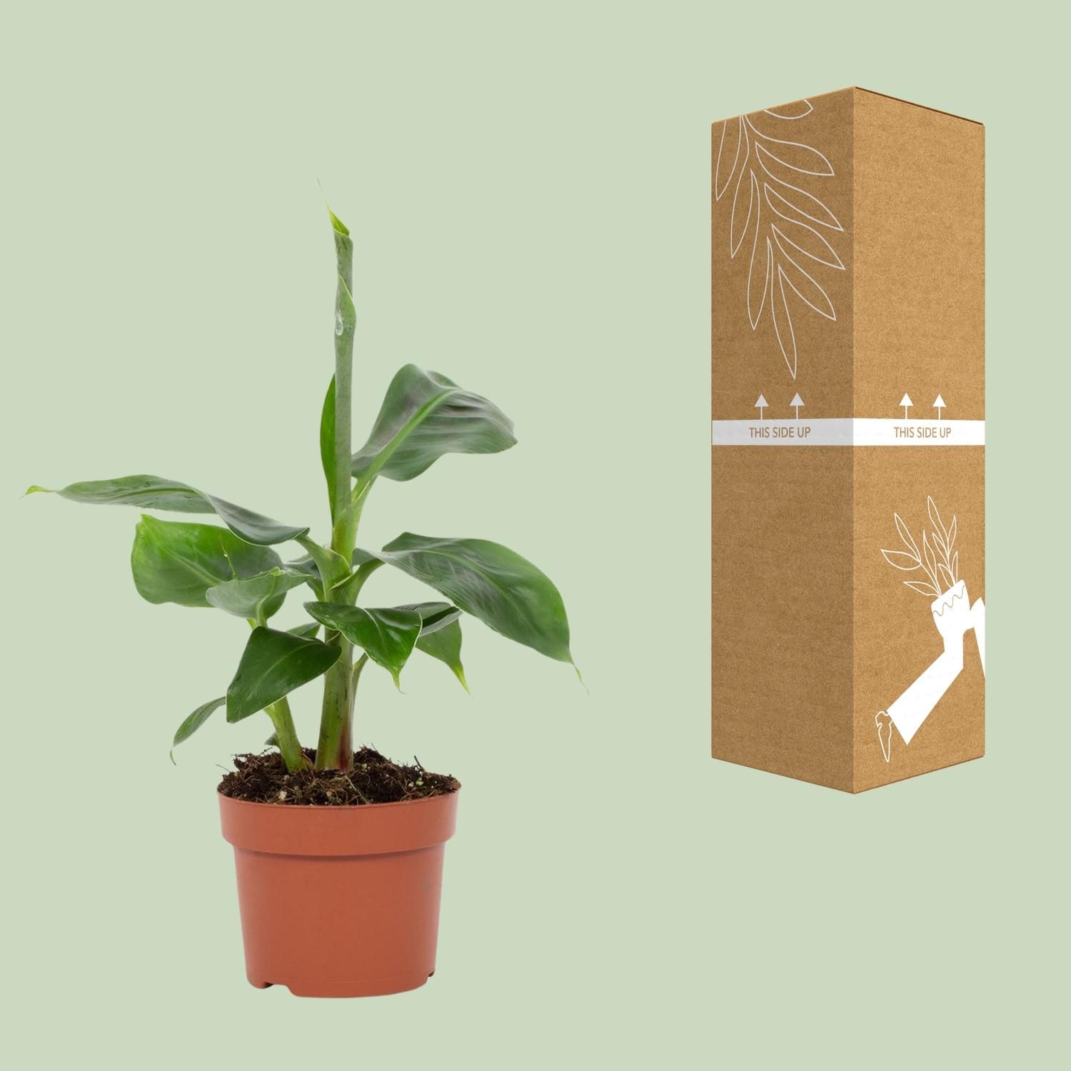 Musa Tropicana 12cm (28790)