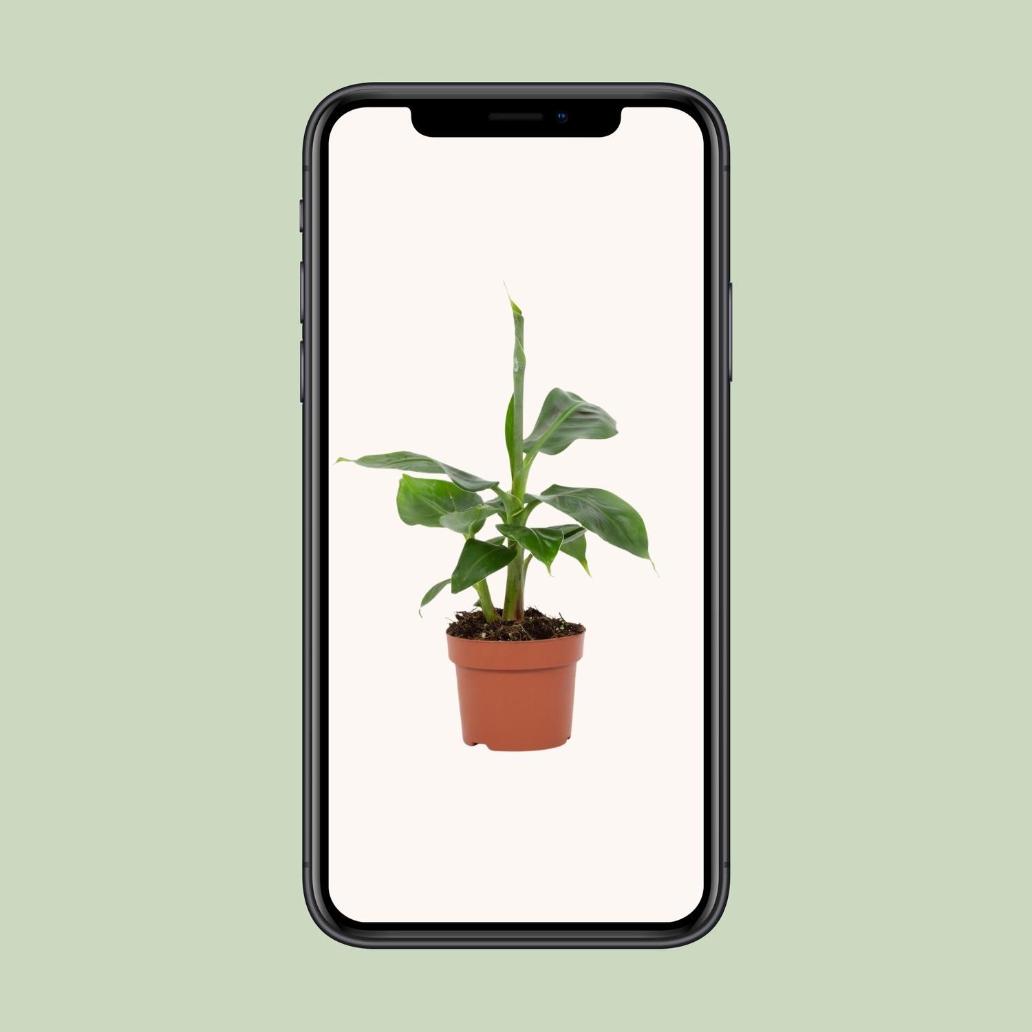 Musa Tropicana 12cm (28790)