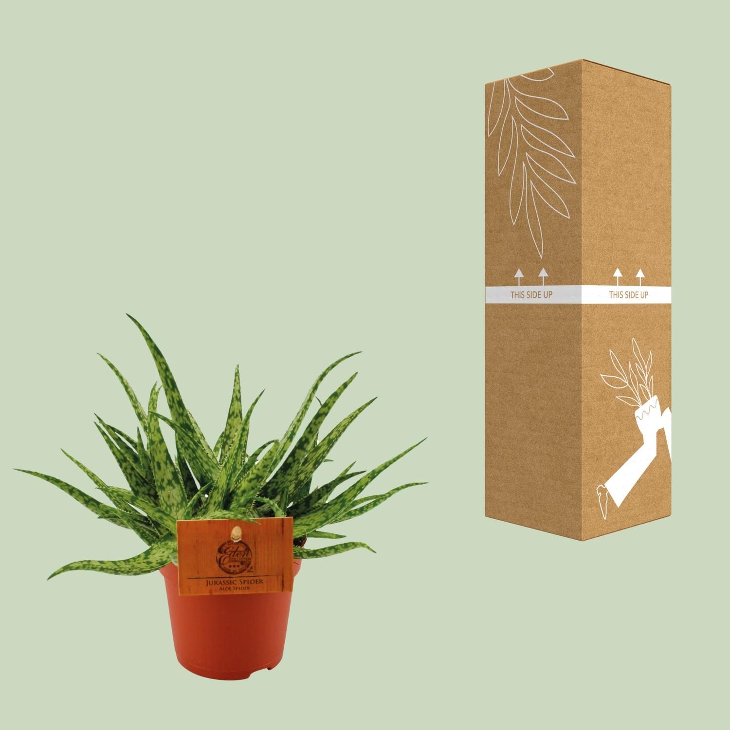 Aloe Spider - Ø10,5 ↕15 (12818)