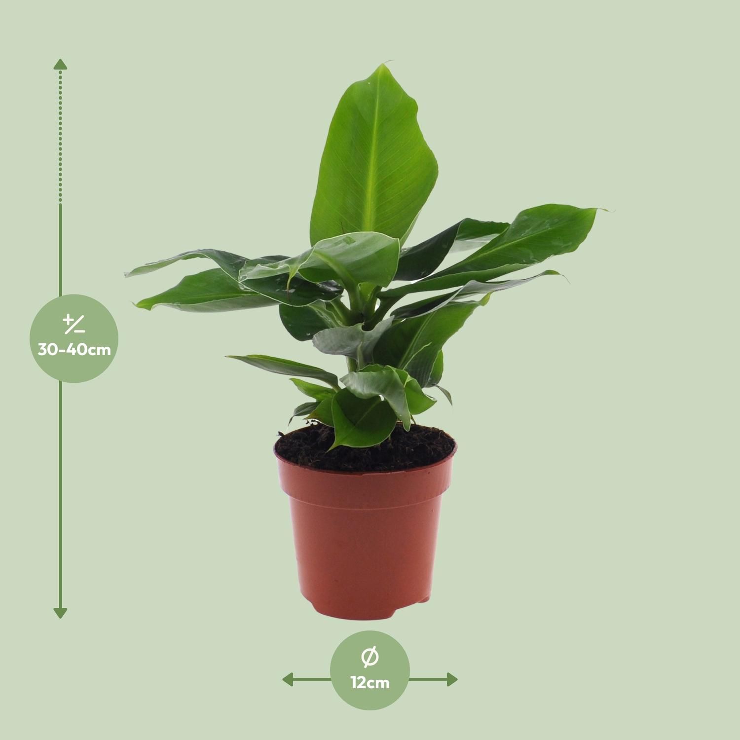 Musa Oriental Dwarf (8720634287364)