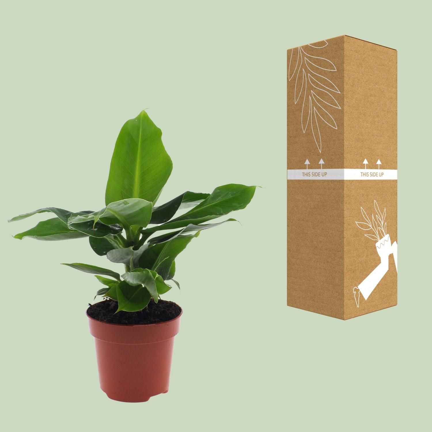 Musa Oriental Dwarf (8720634287364)